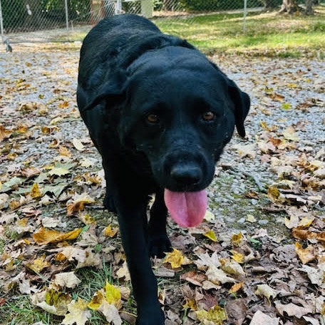 Chocolatte is a Adult Labrador Retriever 