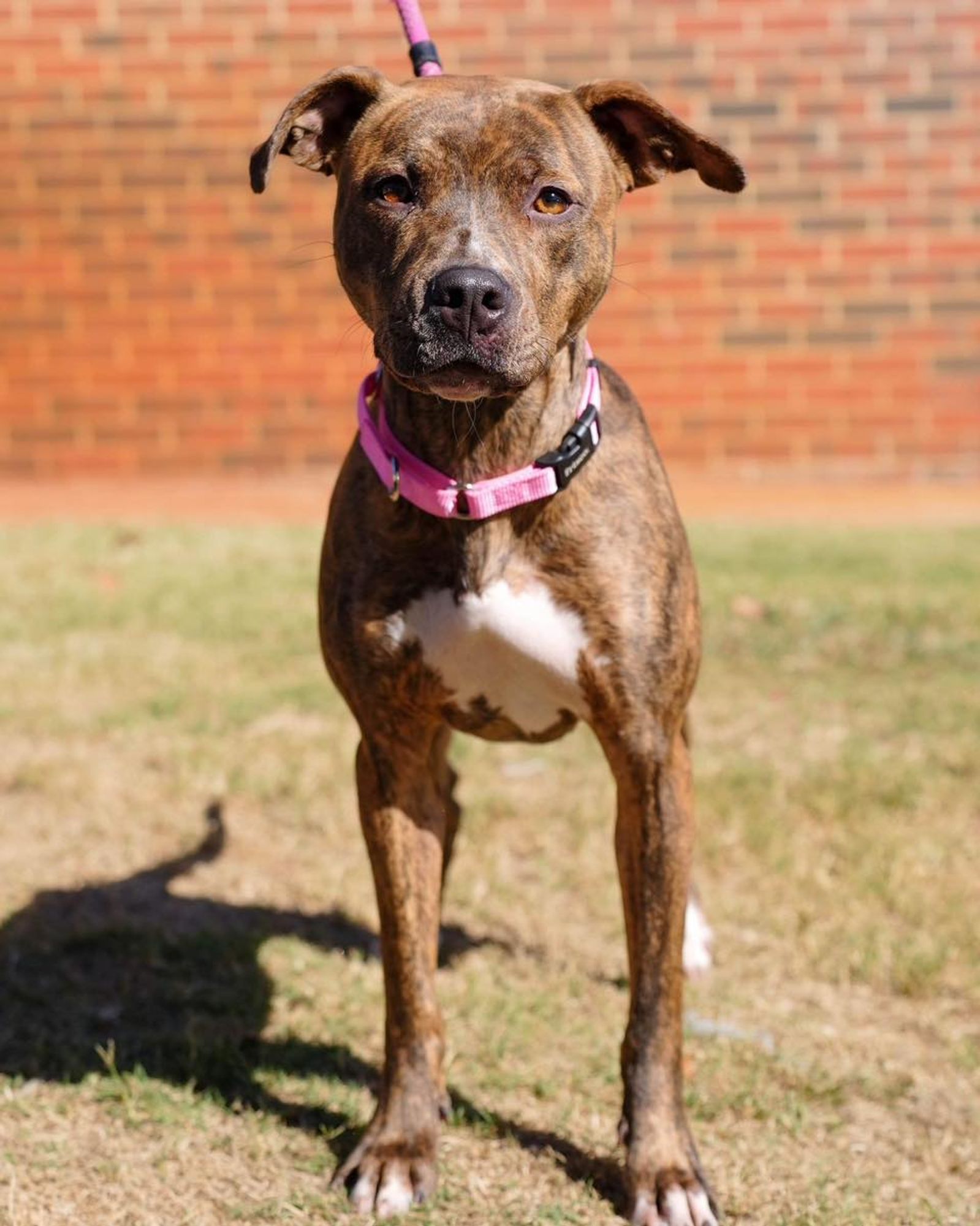 Jessi is a Adult Pit Bull Terrier  described as: Athletic, Loves, Friendly and Funny