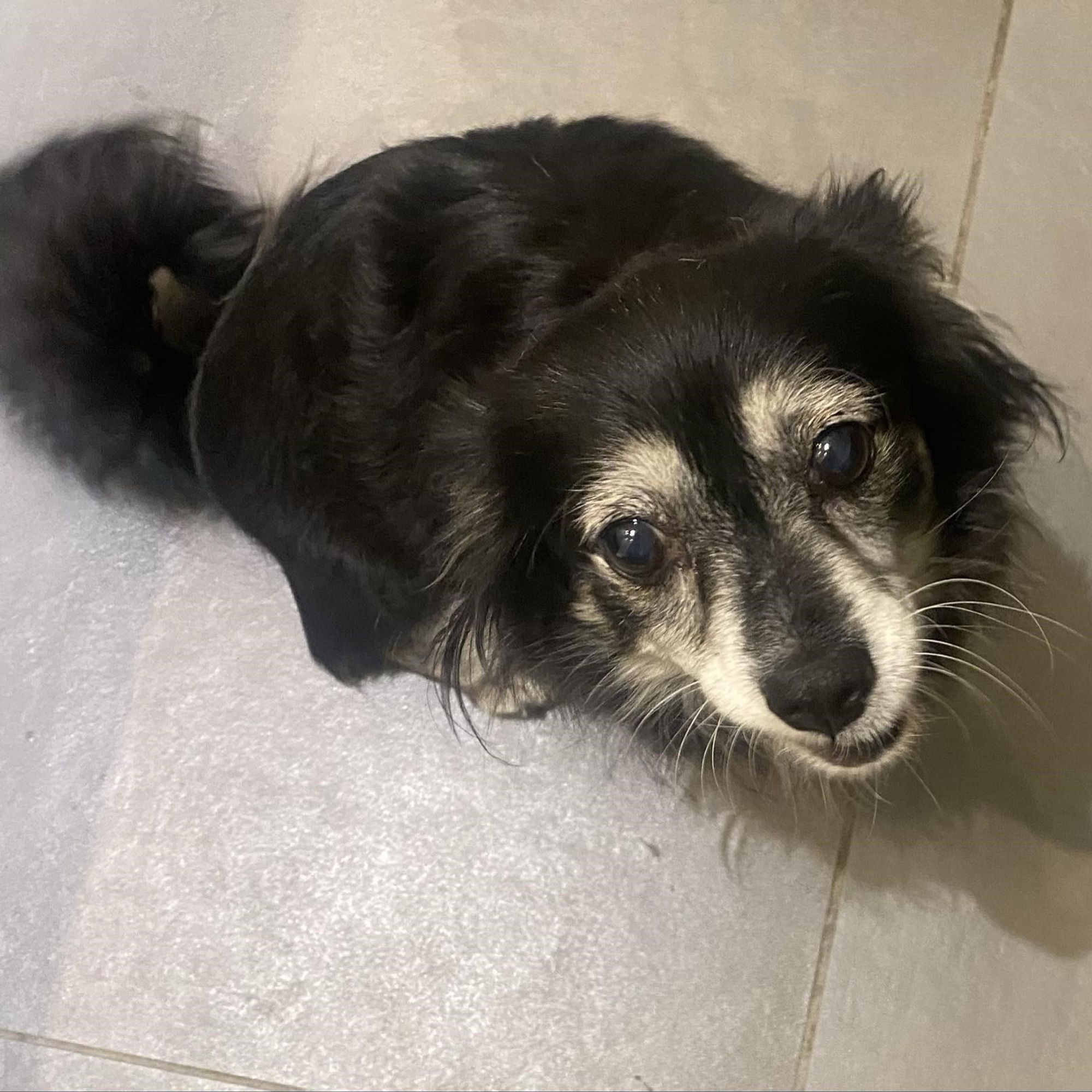 Missy is a Senior Papillon mix described as: Quiet, Dignified, Couch, Independent and Gentle