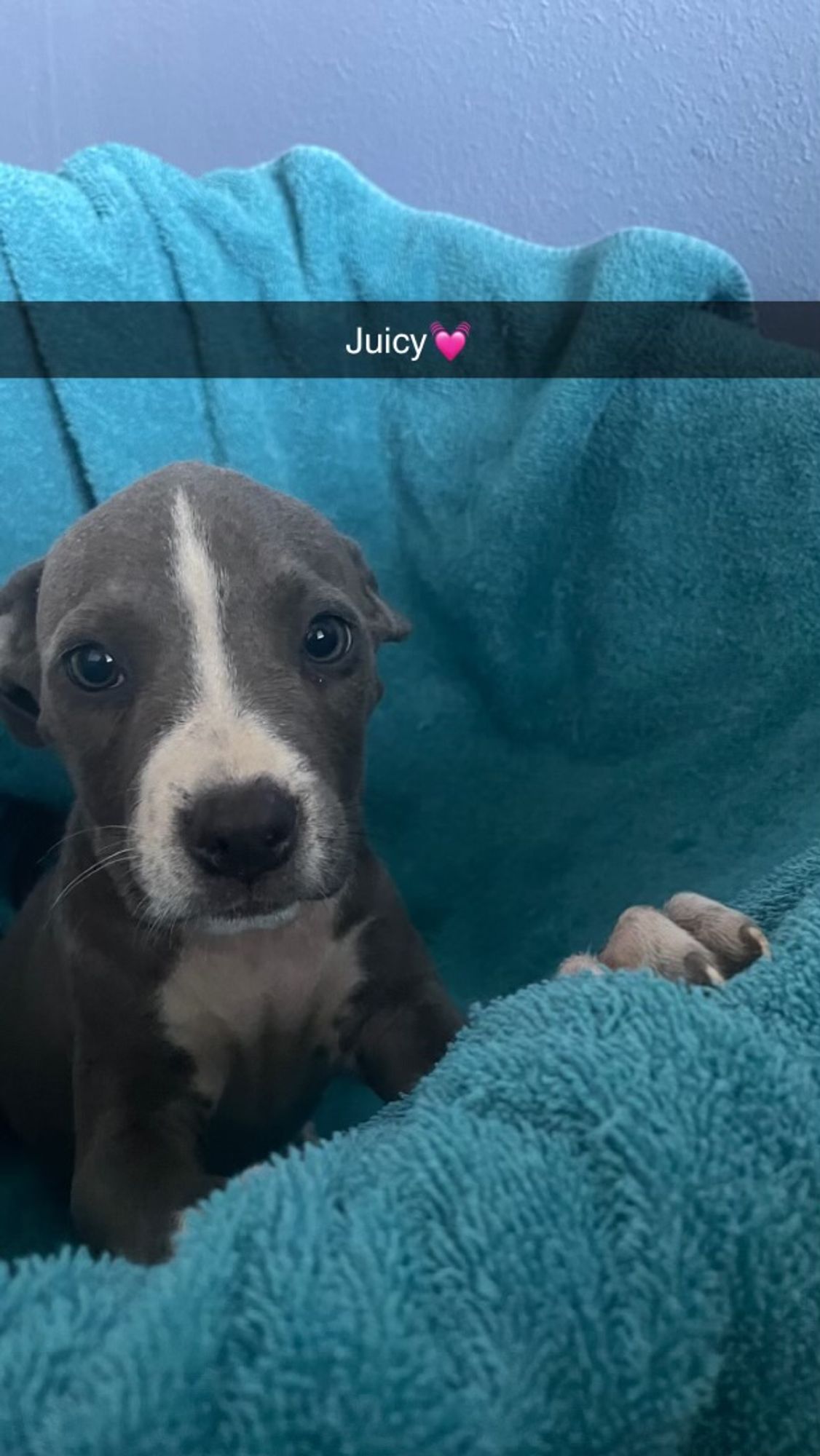 Juicy is a Young American Staffordshire Terrier  described as: Affectionate, Friendly, Funny, Gentle, Playful, Smart and Quiet