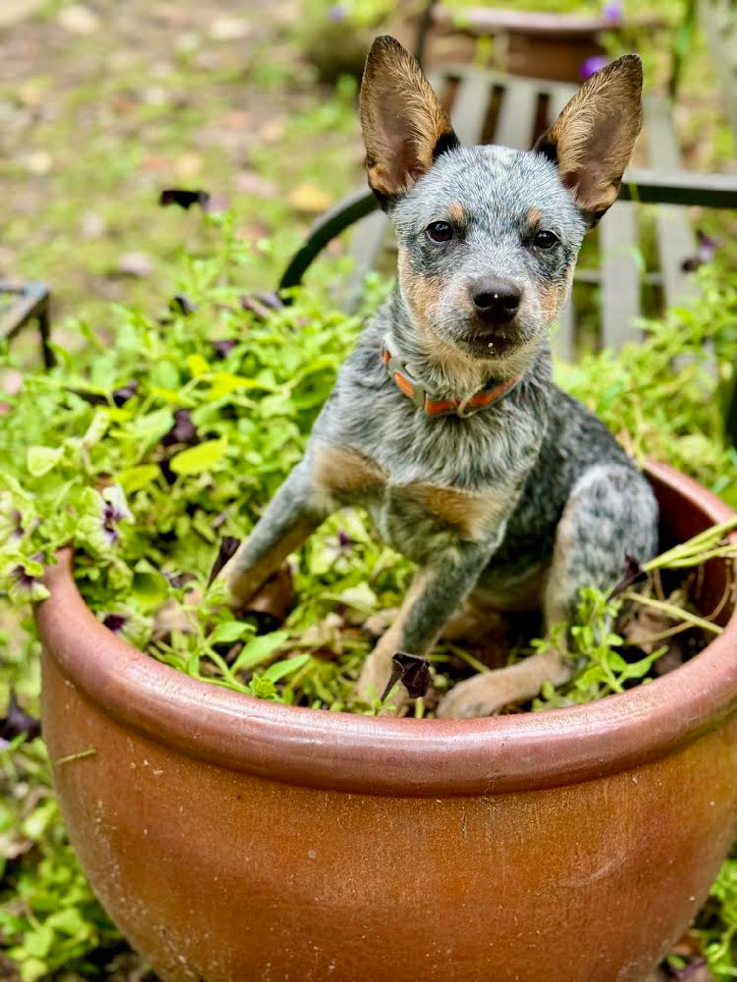 Molly is a Young Australian Cattle Dog / Blue Heeler  described as: Affectionate and Friendly