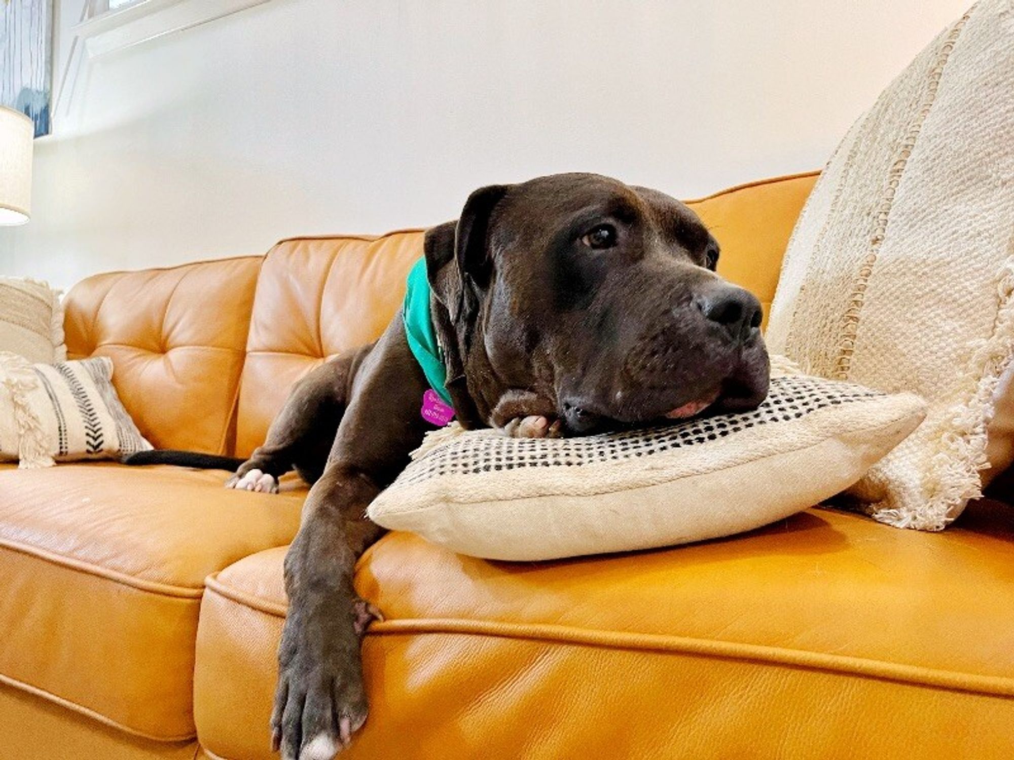 Sammy the Couch Potato Cuddler is a Senior American Staffordshire Terrier mix described as: Affectionate, Friendly, Playful, Laid Back, Goofy, Loves Belly Rubs and Gentle