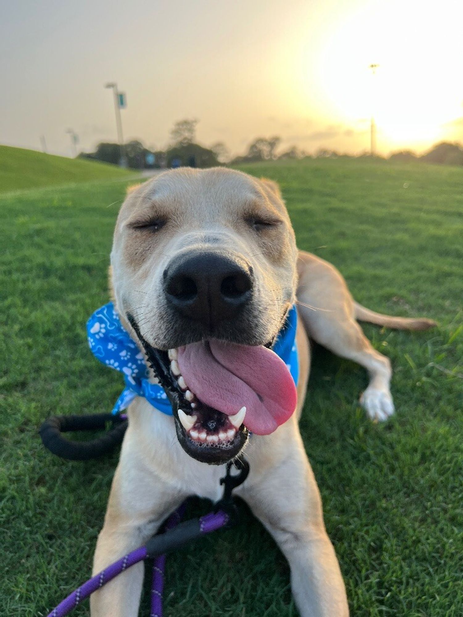 Sunny Sparky, the Happy Camper is a Adult Labrador Retriever mix