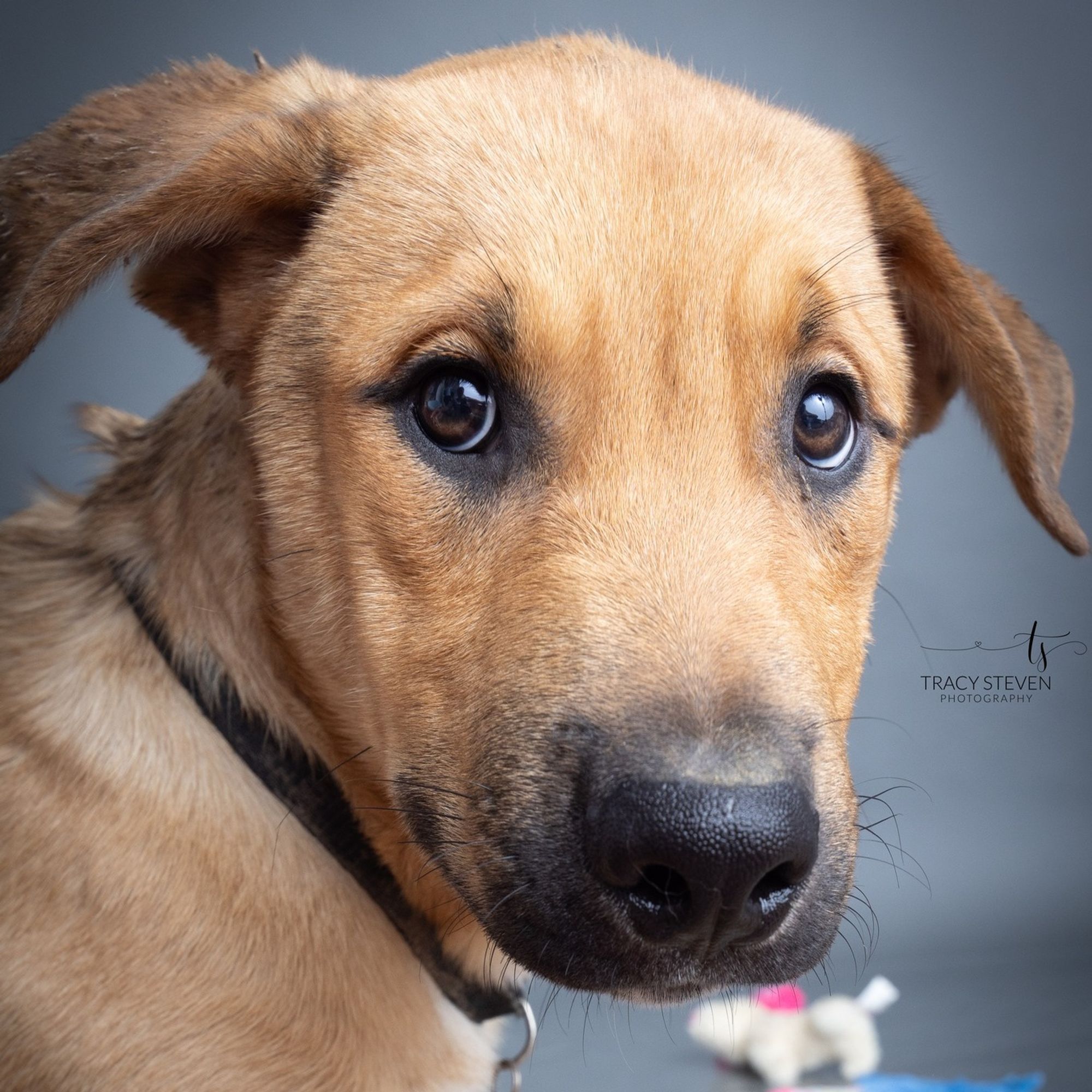 Brewster is a Young Shepherd mix