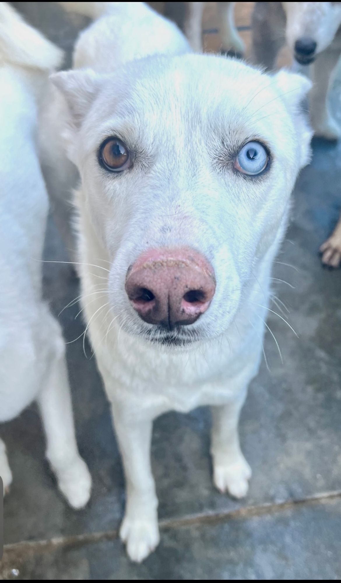 Winter is a Young Siberian Husky  described as: Affectionate, Athletic, Friendly, Funny, Gentle, Playful, Smart, Independent, Sweet and Great BFF