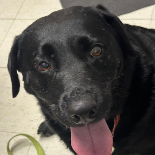 Chocolatte is a Adult Labrador Retriever 