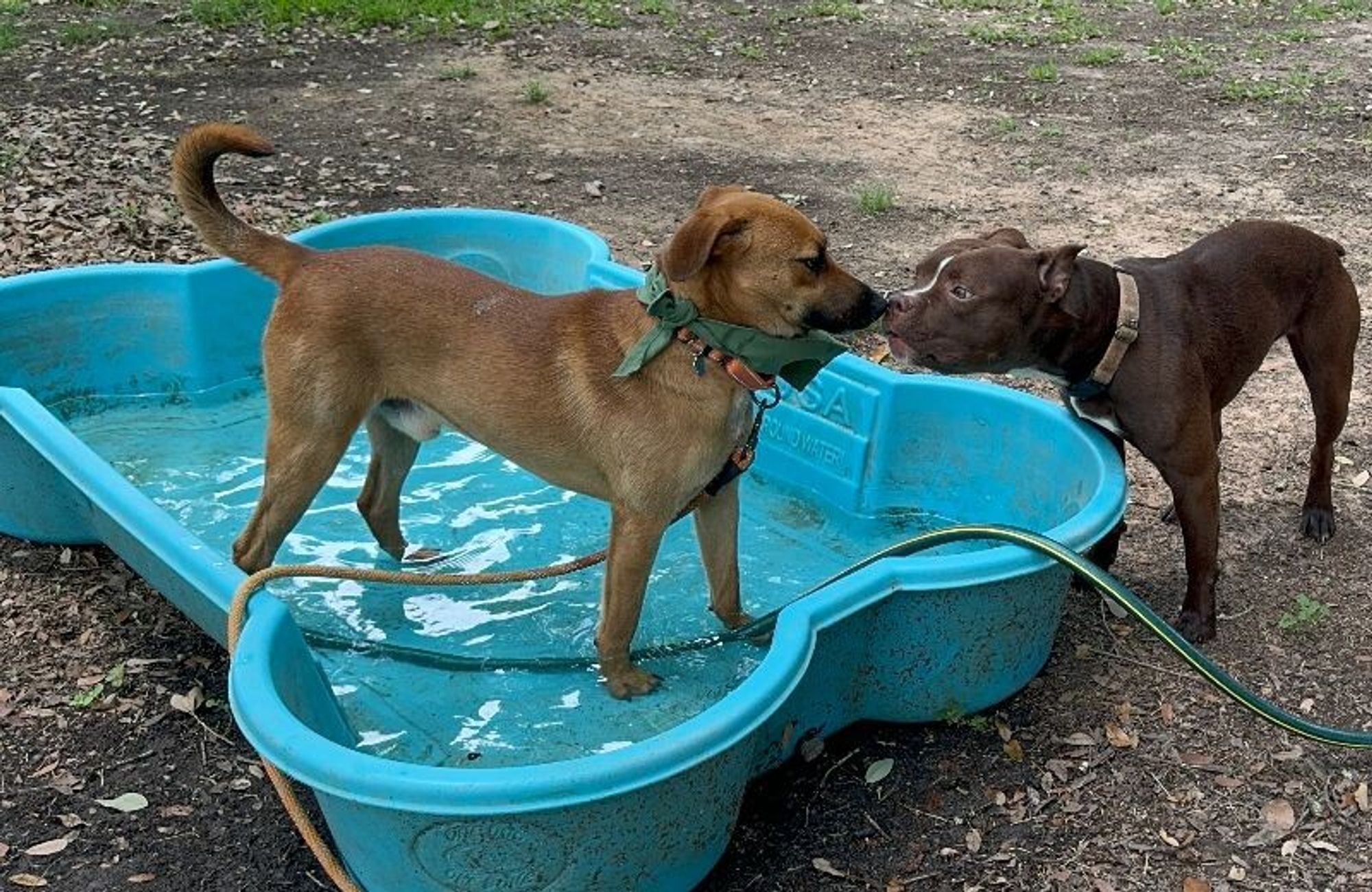 Hunter Smalls is a Adult Labrador Retriever mix