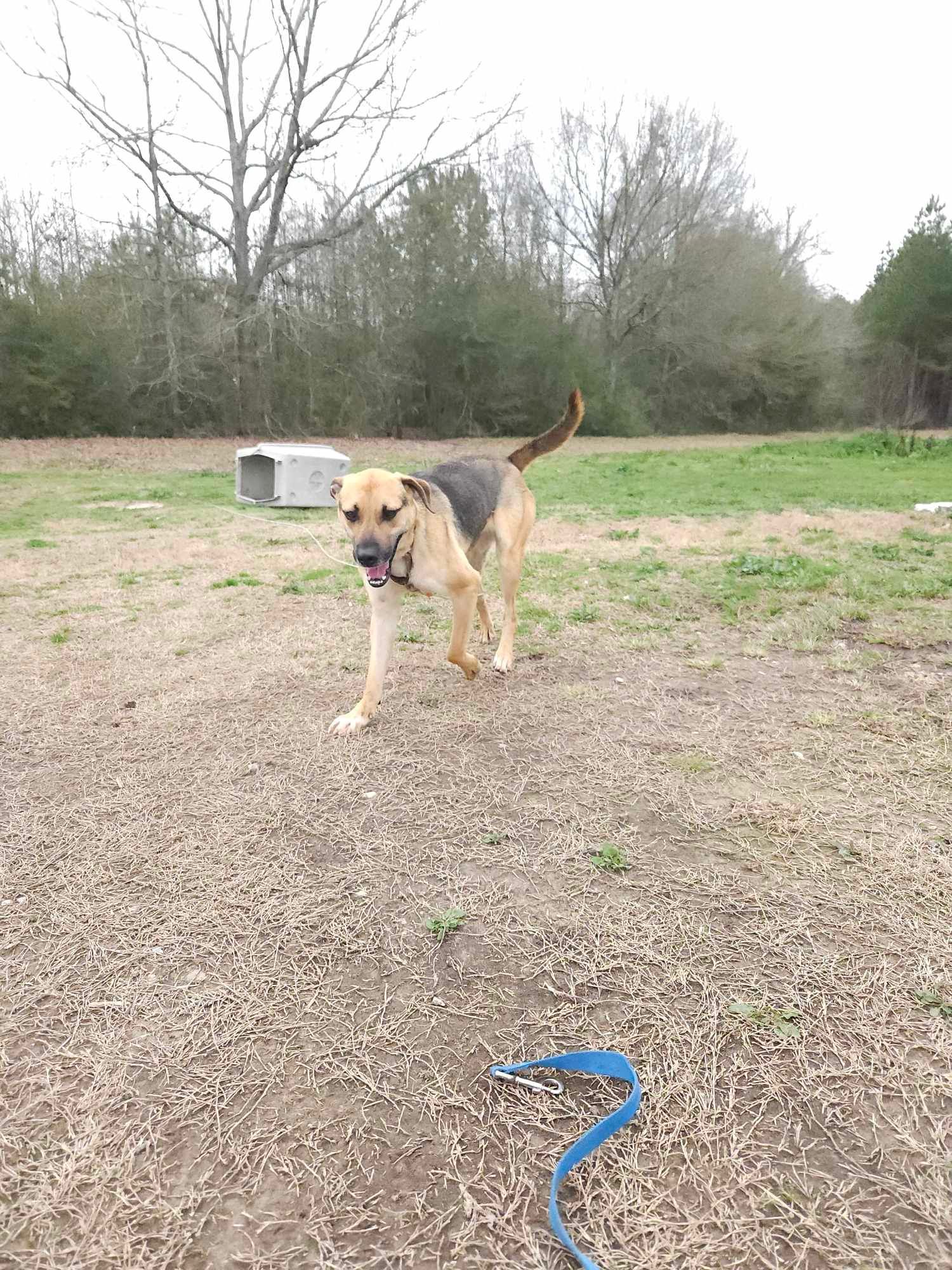 Jacob is a Young German Shepherd Dog mix described as: Affectionate, Friendly, Funny, Gentle, Loves, Playful, Smart and Loves Cuddles Loves To Play Loves Other Playmate