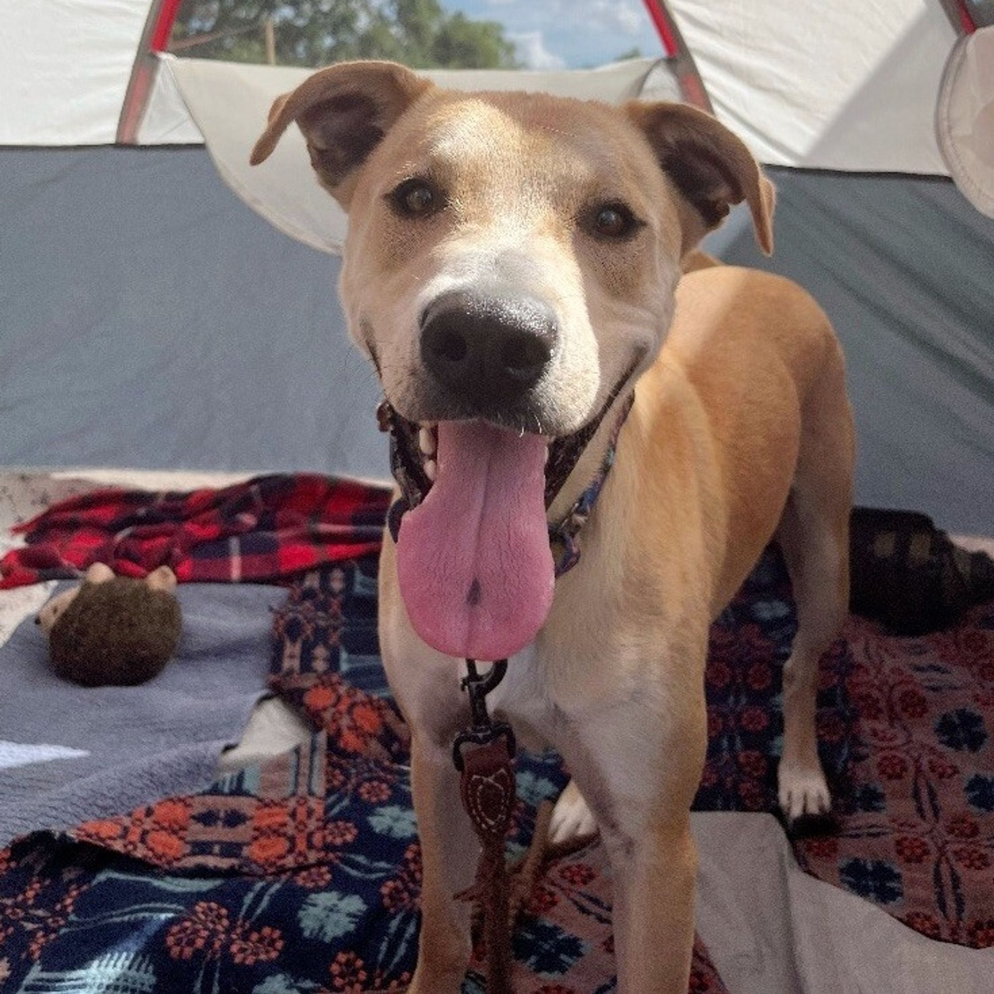 Sunny Sparky, the Happy Camper is a Adult Labrador Retriever mix