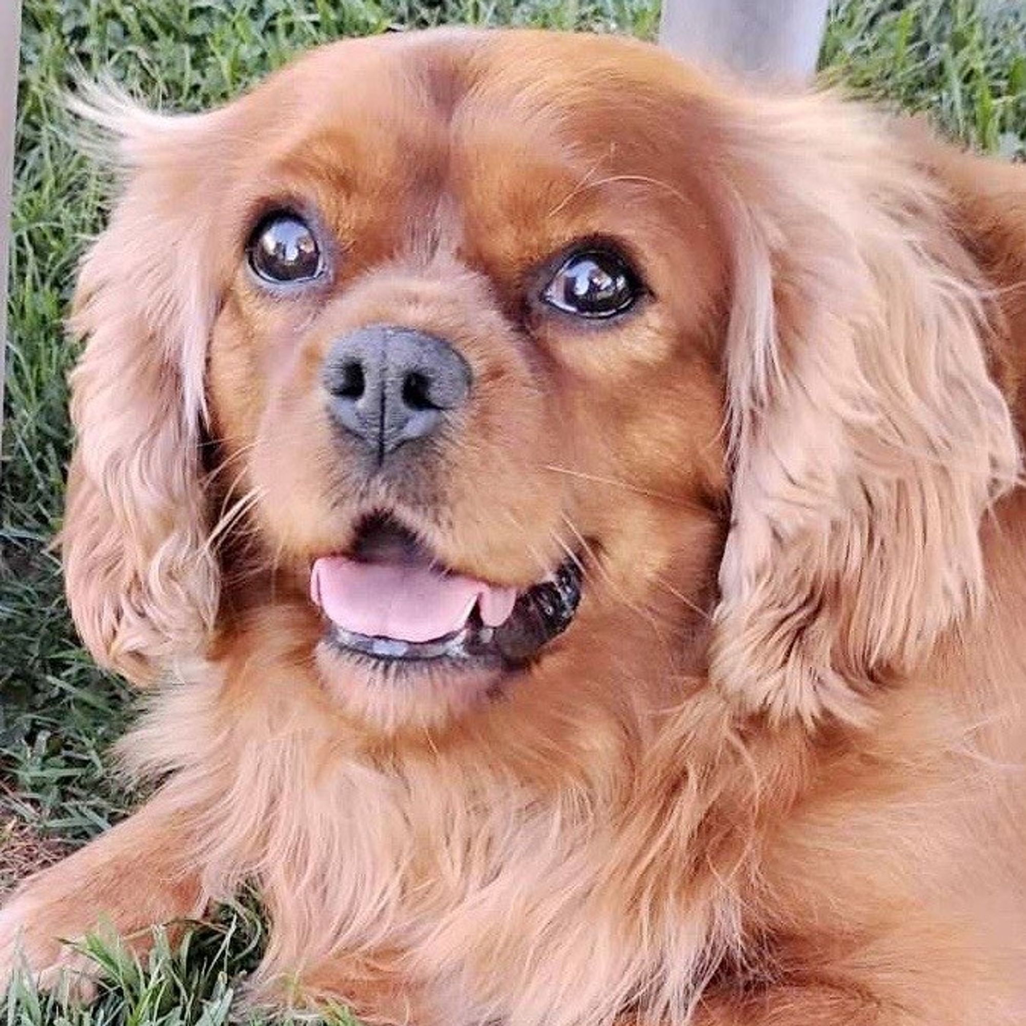 Wanda is a Adult Cavalier King Charles Spaniel 