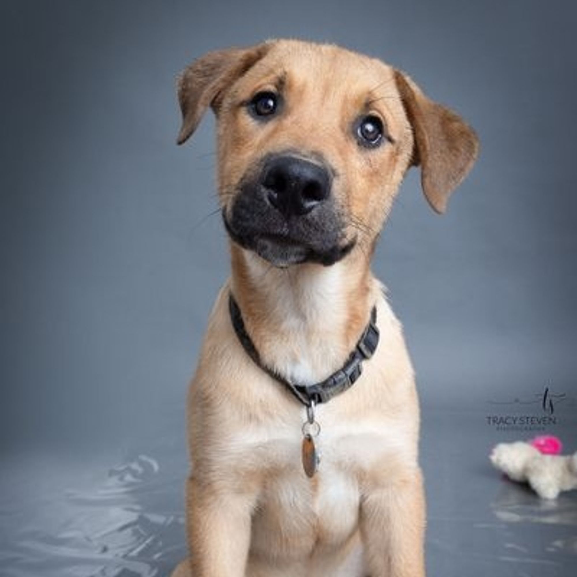 Brewster is a Young Shepherd mix