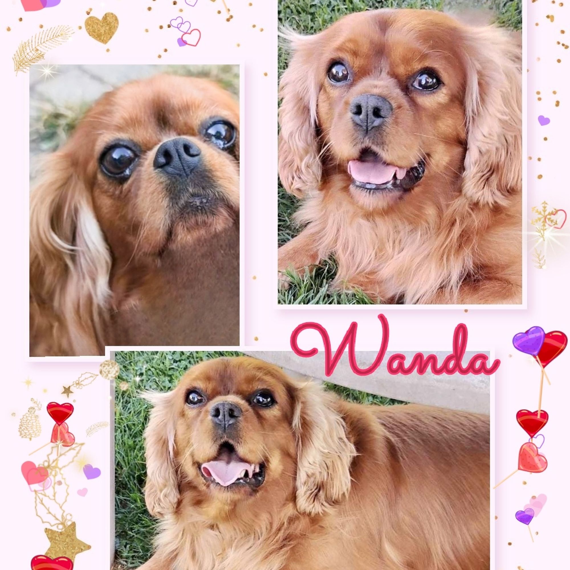 Wanda is a Adult Cavalier King Charles Spaniel 