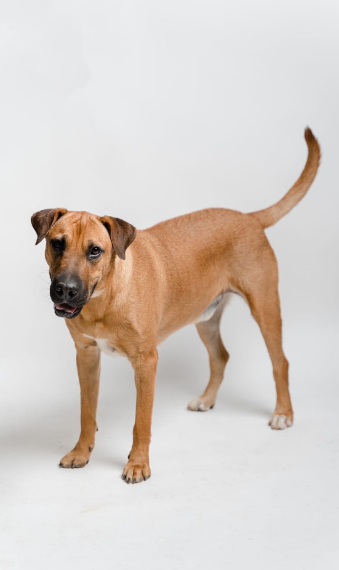 Gordo is a Young Rhodesian Ridgeback mix described as: Affectionate, Brave, Curious, Dignified, Playful, Loyal, Loves, Independent, Friendly, Funny, Gentle and Smart