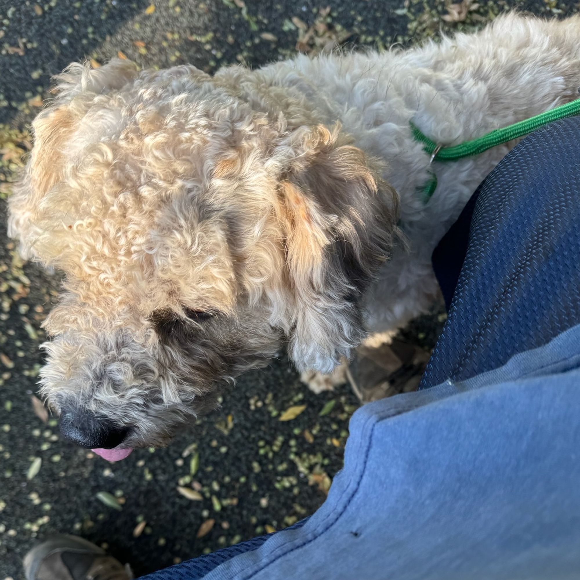 Mr. Chummy Chewy is a Young Cockapoo  described as: Affectionate, Curious, Friendly, Funny, Gentle, Loves, Loyal, Playful, Smart and Quiet