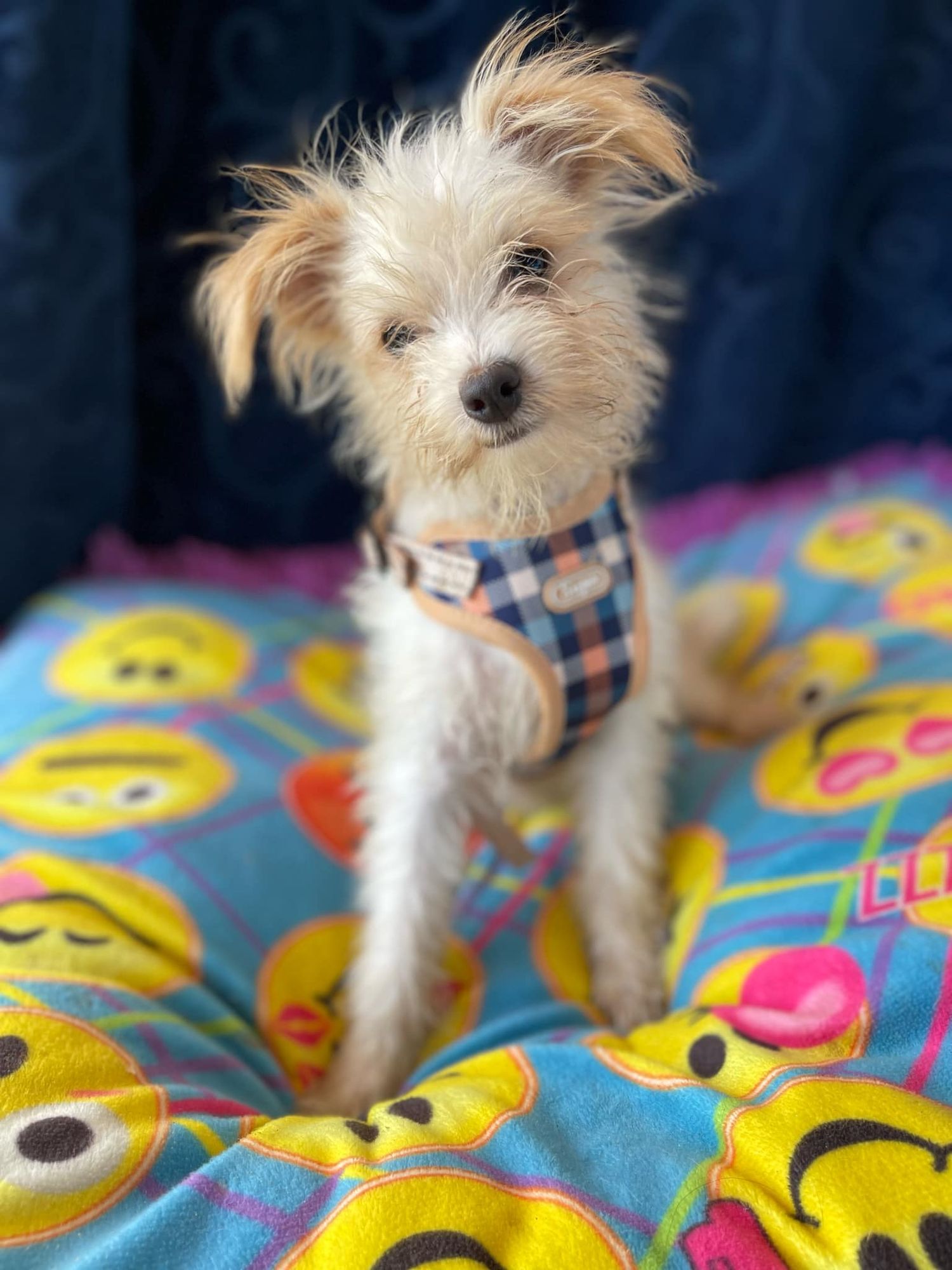 Bongo is a Young Yorkie Poo  described as: Affectionate, Athletic, Couch, Friendly, Dignified, Gentle, Playful and Smart