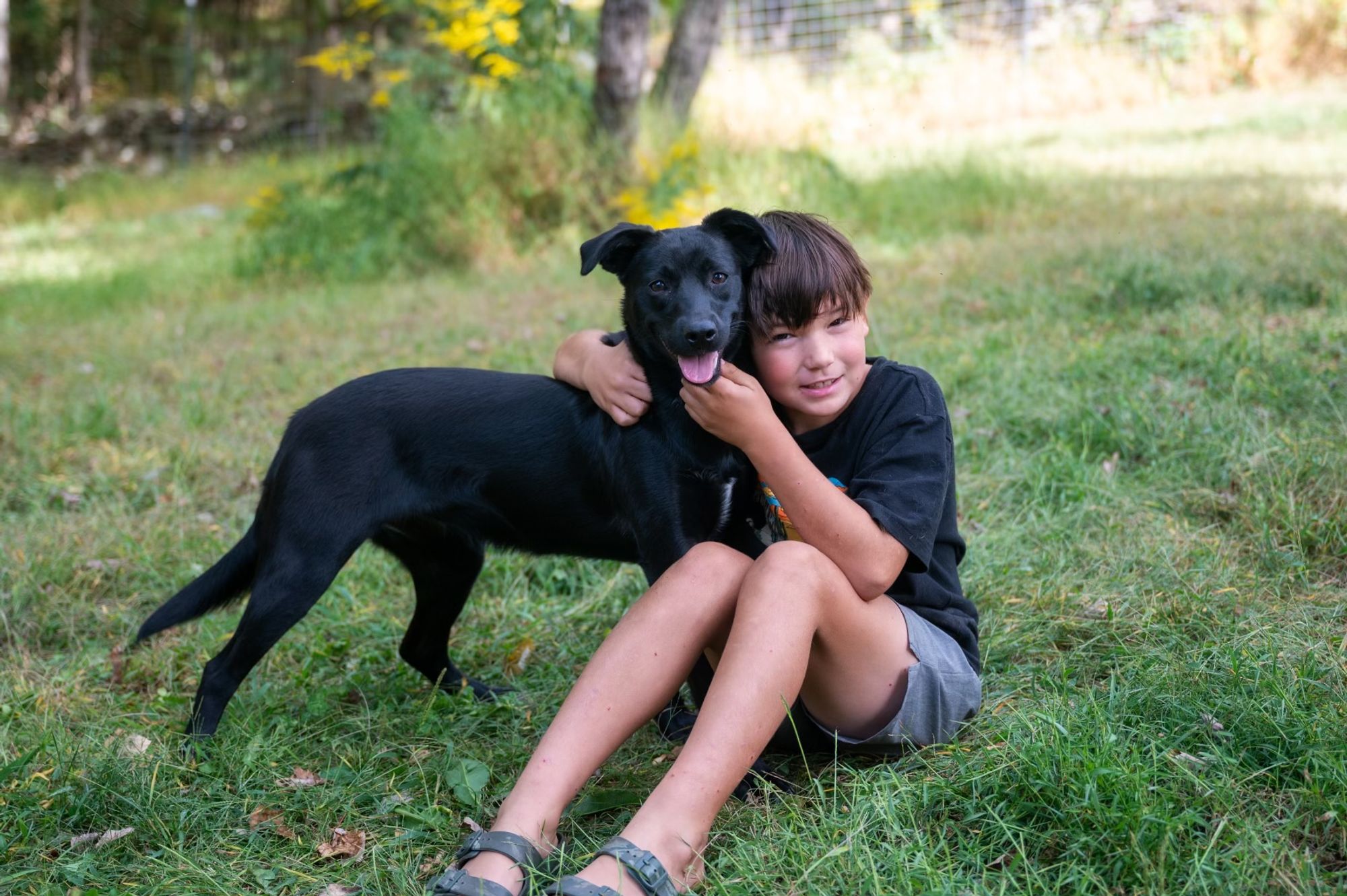 Fidget is a Young Labrador Retriever mix described as: Affectionate, Athletic, Funny and Playful