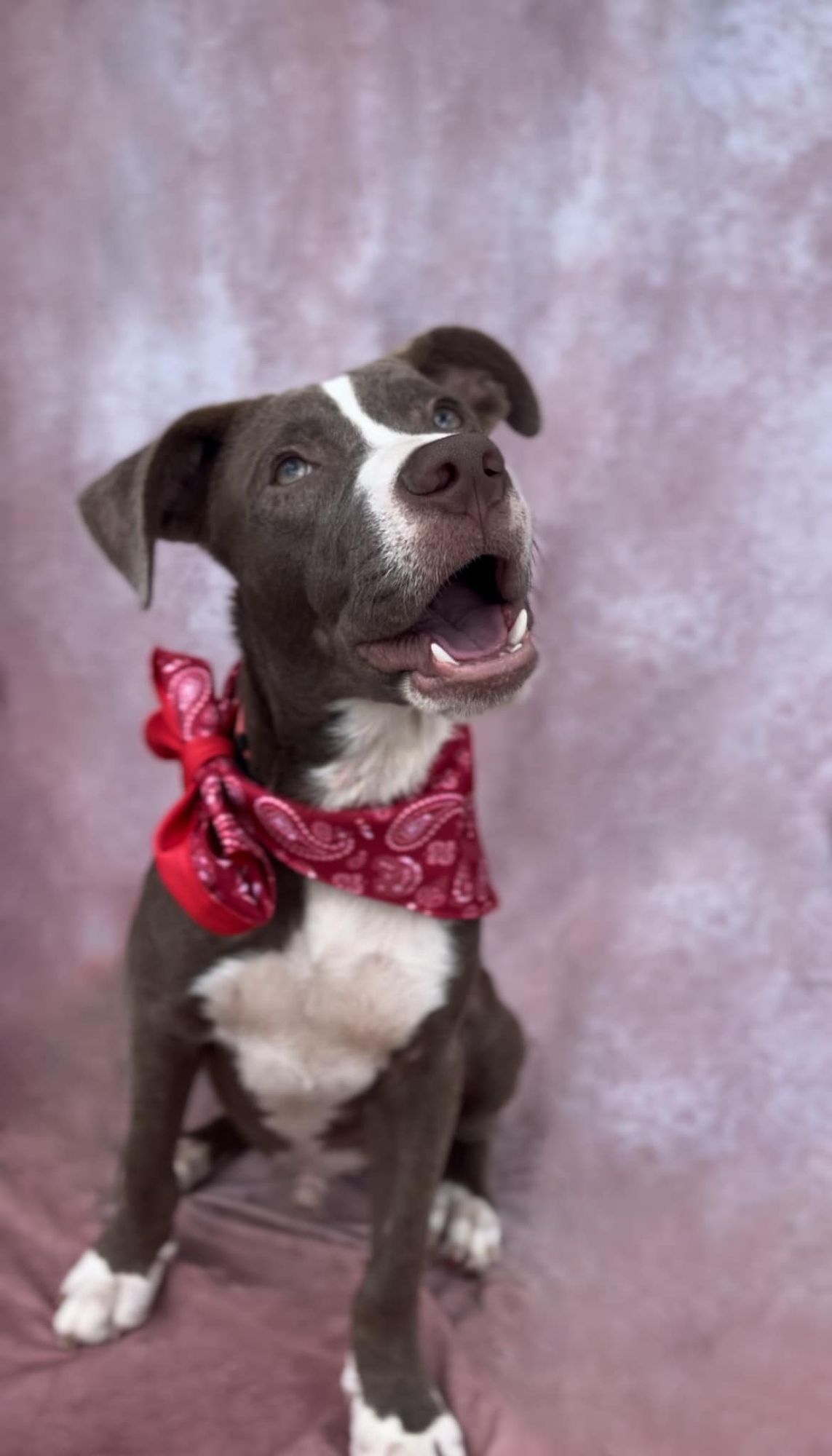 Donny is a Young Mixed Breed  described as: Gentle, Funny, Curious, Playful and Friendly