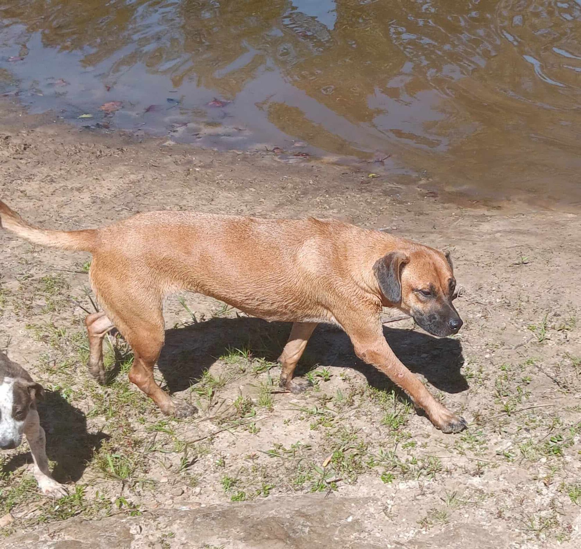 Emmy is a Adult Black Mouth Cur mix