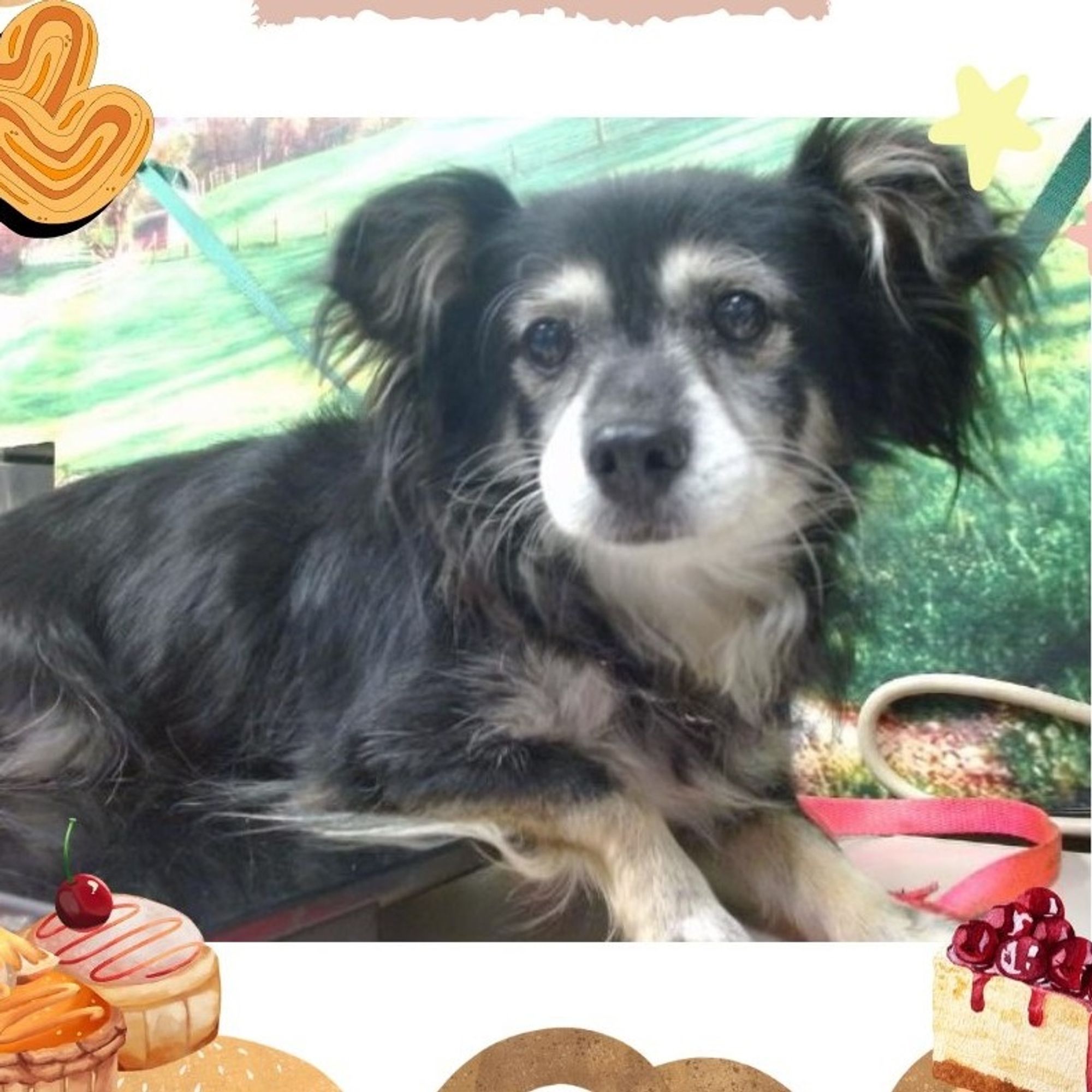 Missy is a Senior Papillon mix described as: Quiet, Dignified, Couch, Independent and Gentle