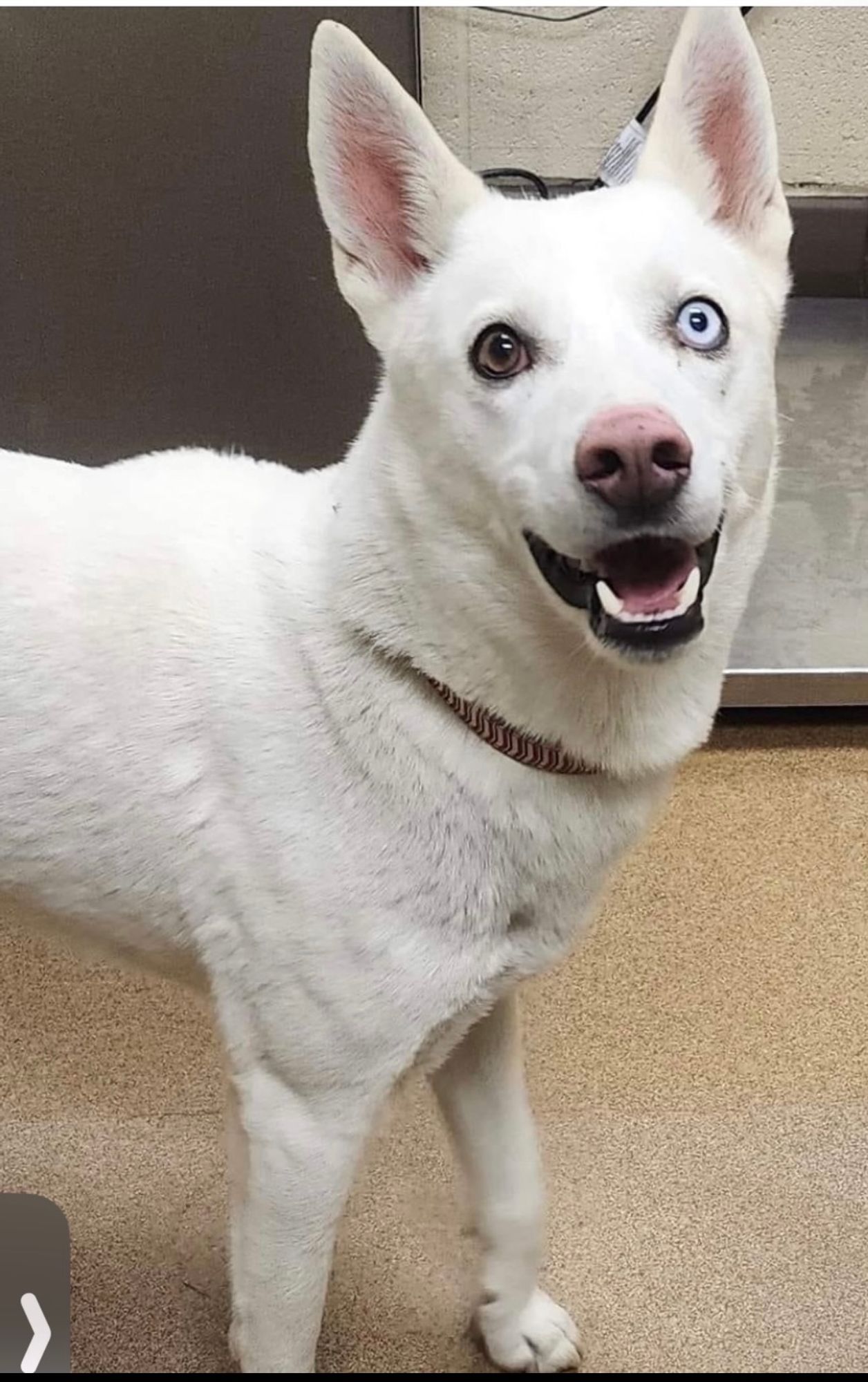 Winter is a Young Siberian Husky  described as: Affectionate, Athletic, Friendly, Funny, Gentle, Playful, Smart, Independent, Sweet and Great BFF