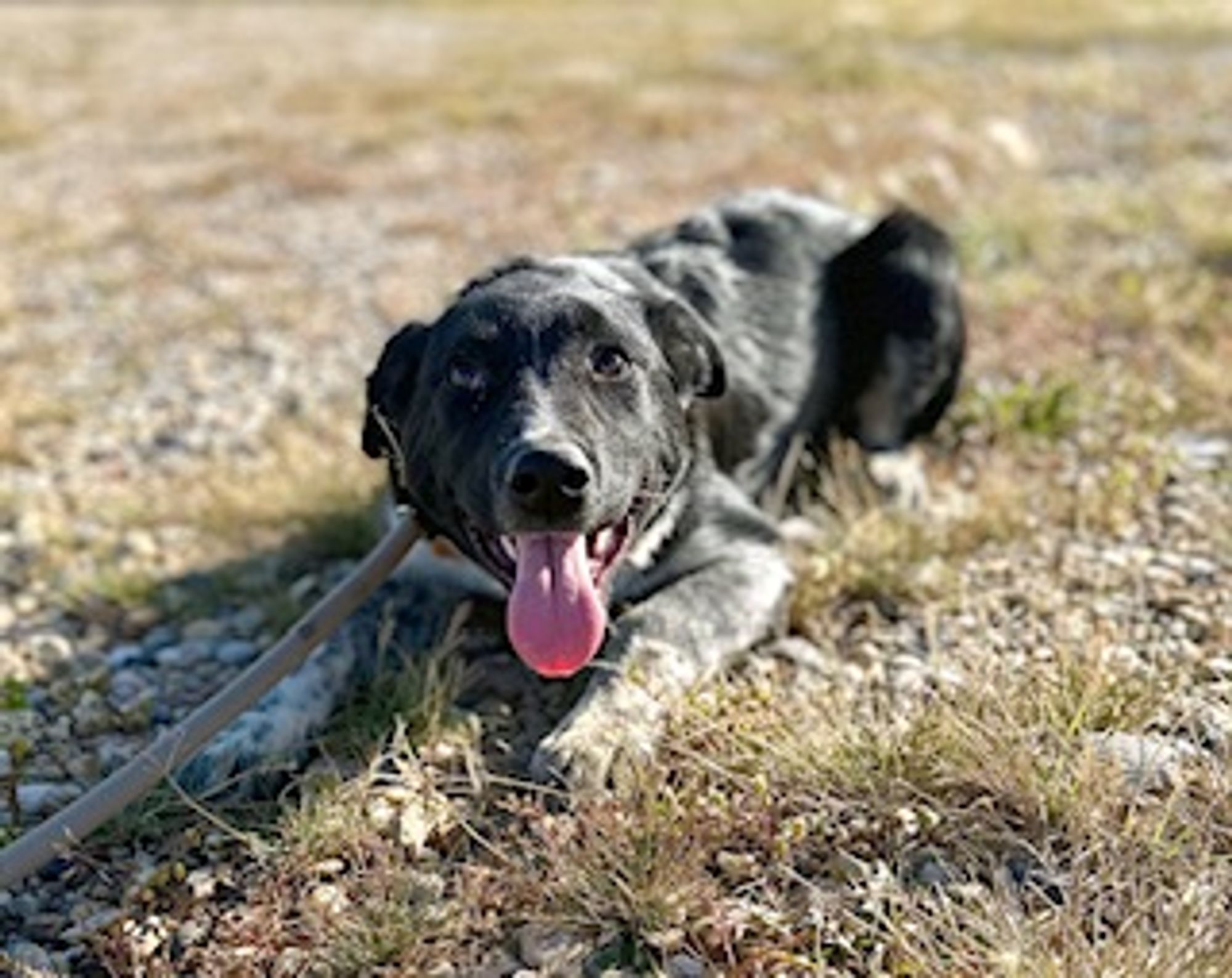 Skunk is a Young Australian Cattle Dog / Blue Heeler mix