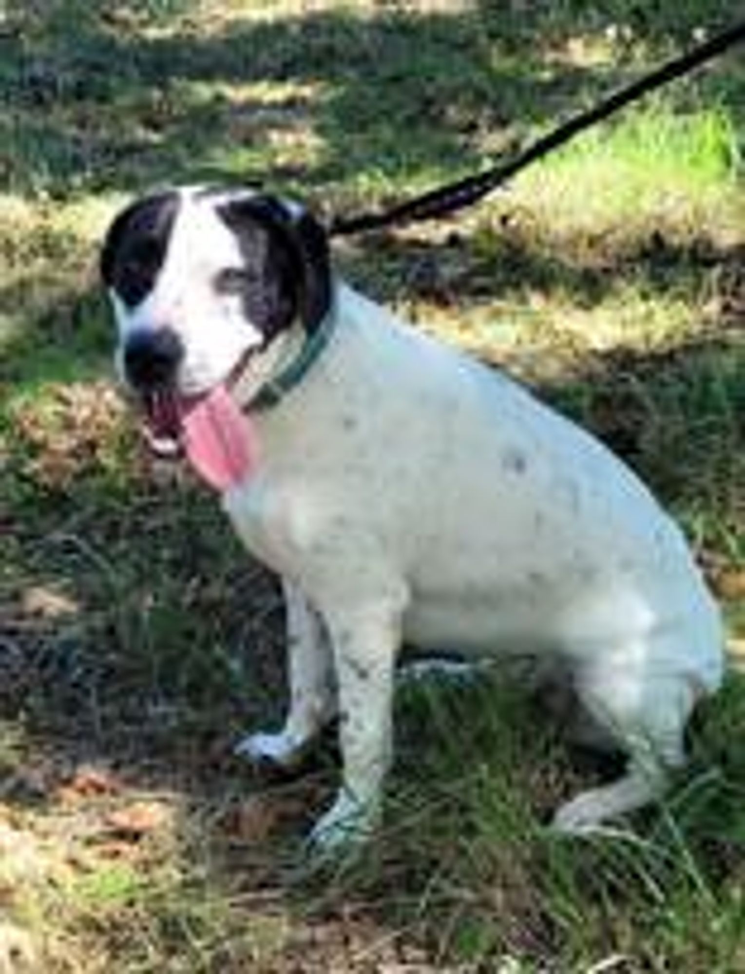 Oreo is a Young Labrador Retriever mix described as: Affectionate, Athletic, Friendly, Playful and Funny