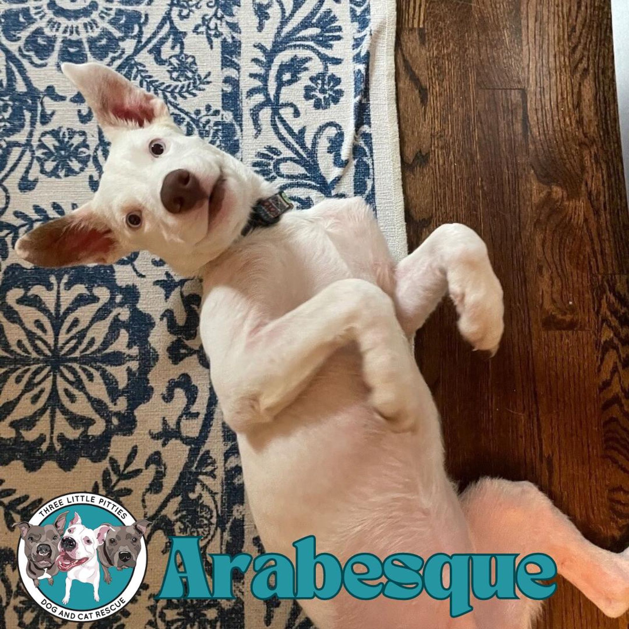 Arabesque Cuddly Ballet Dancer is a Baby Labrador Retriever mix described as: Affectionate, Athletic, Brave, Curious, Friendly, Funny, Gentle, Loves, Playful and Smart