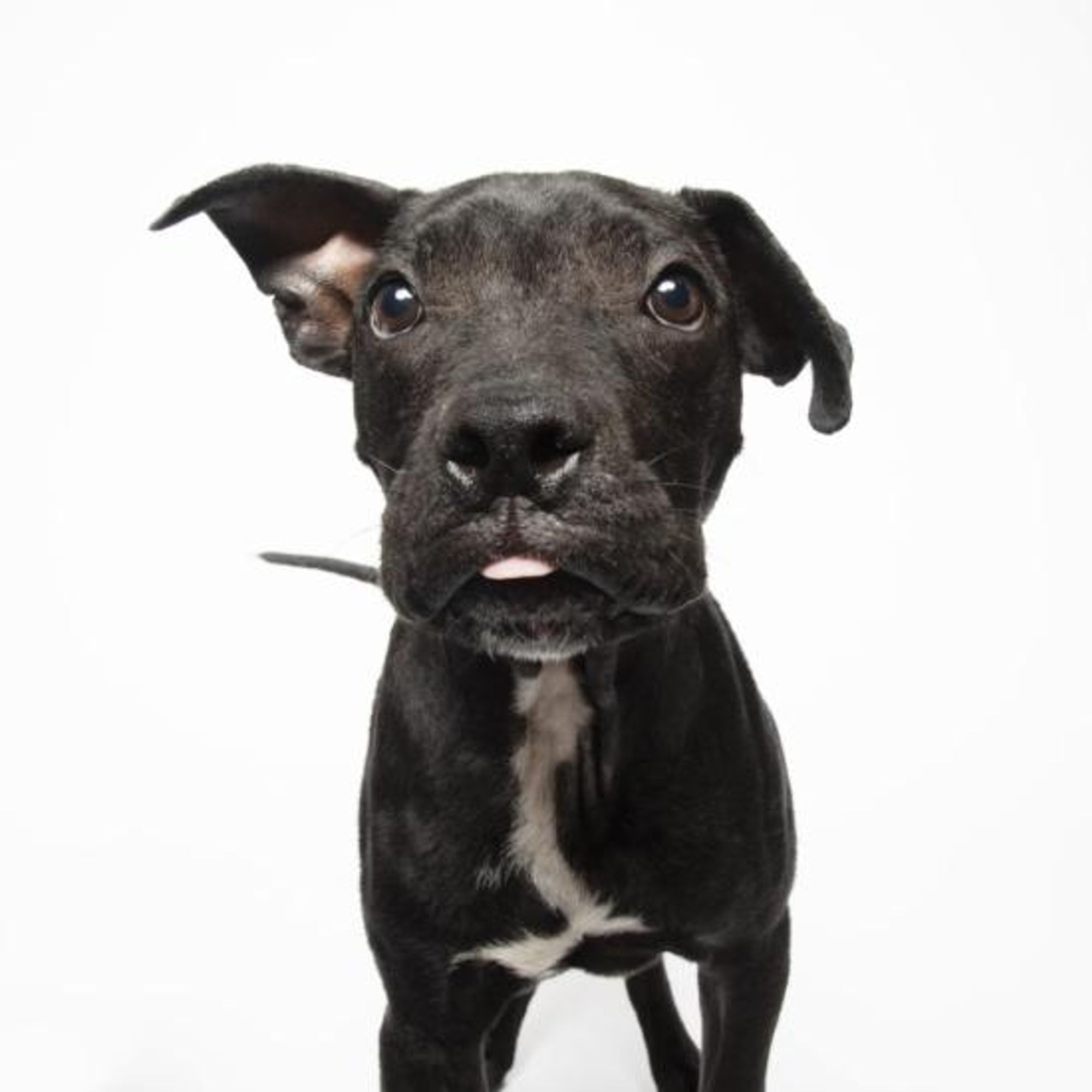 Whiskey is a Young Boxer mix