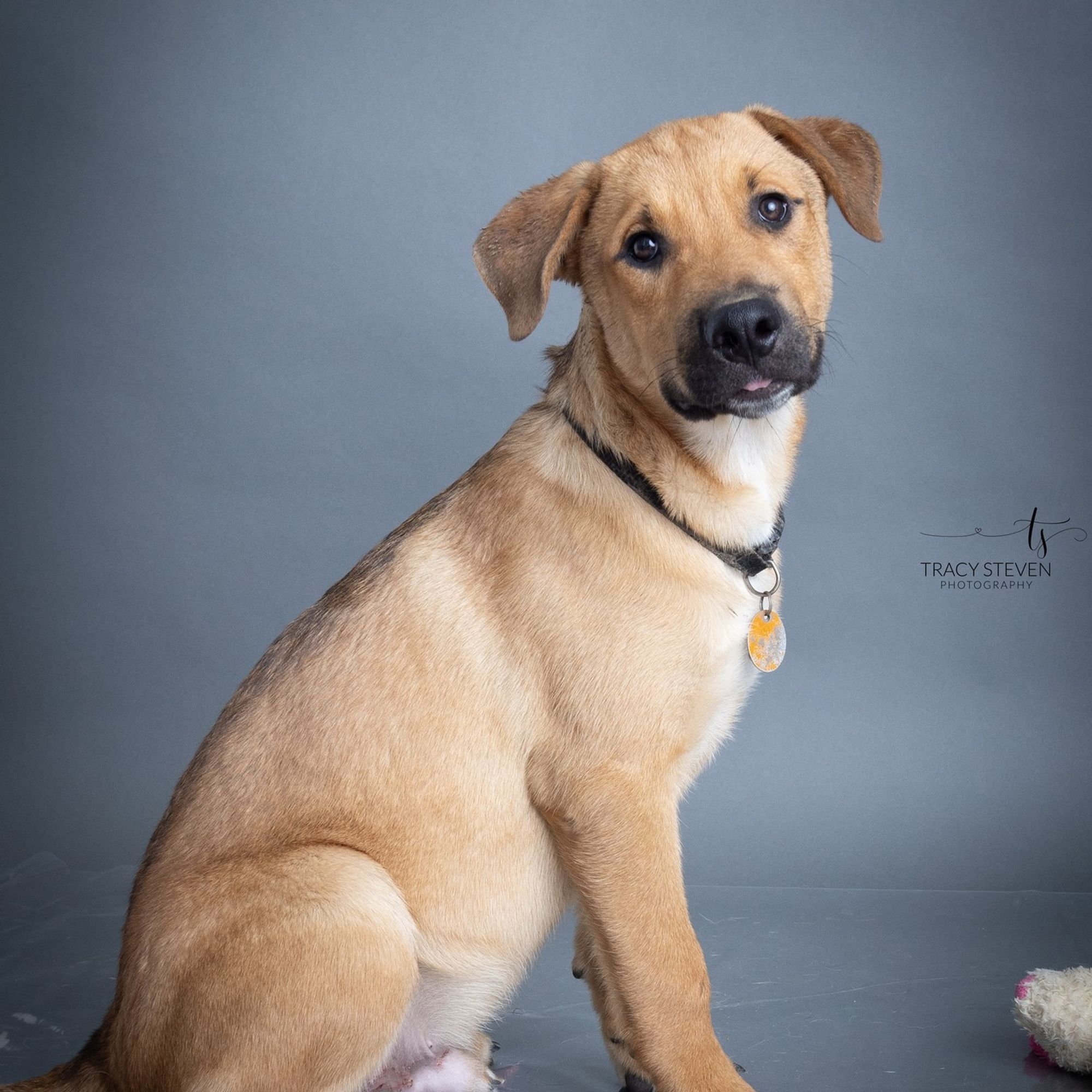 Brewster is a Young Shepherd mix