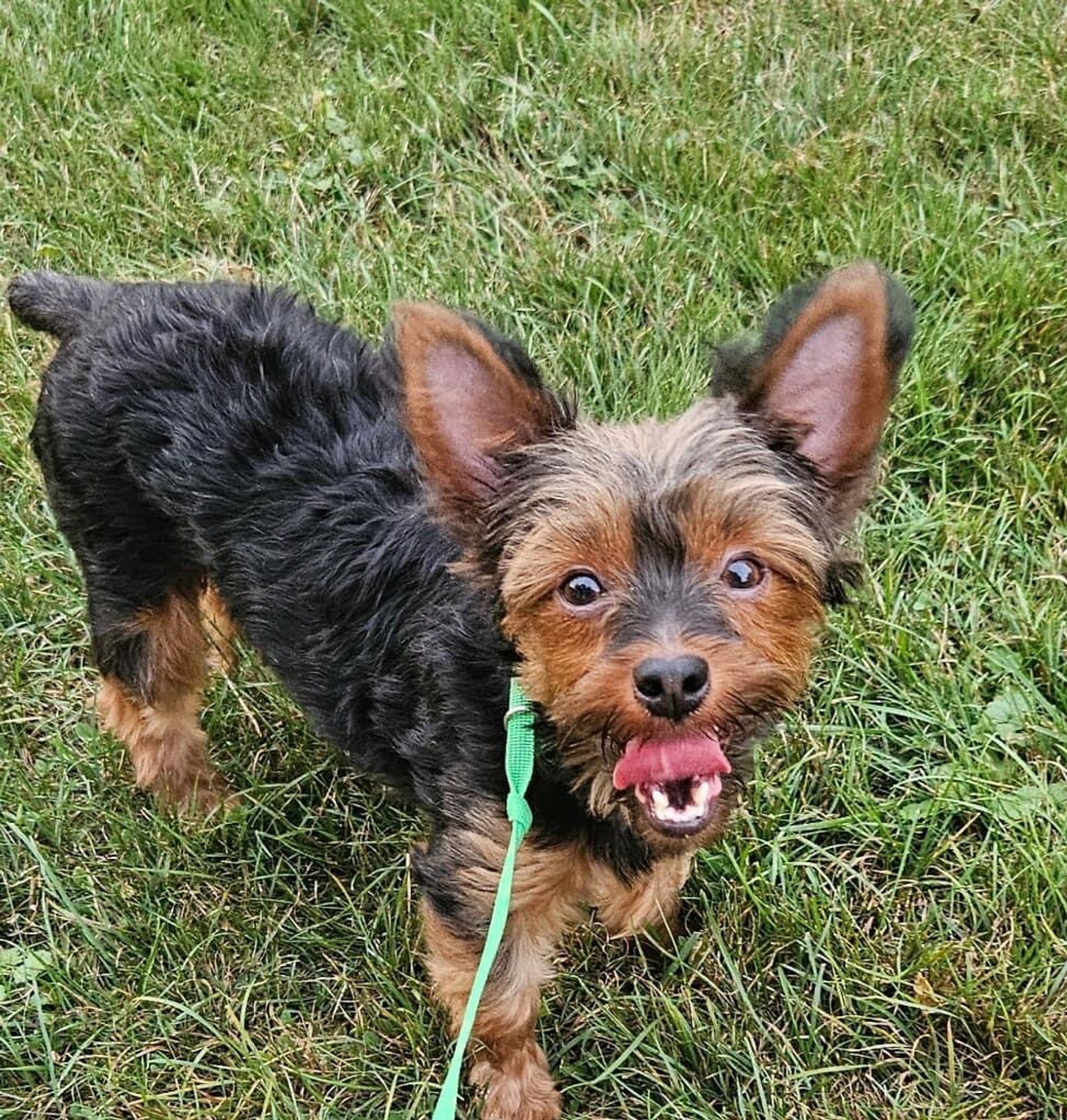 Ruby is a Young Yorkshire Terrier mix described as: Affectionate, Independent, Playful and Smart