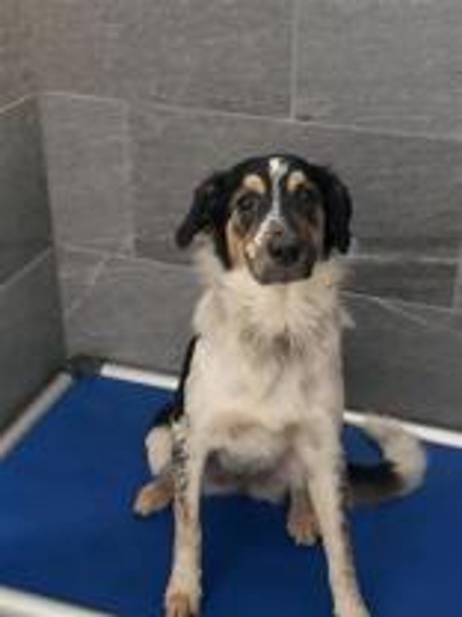 Heidi is a Young Mixed Breed mix