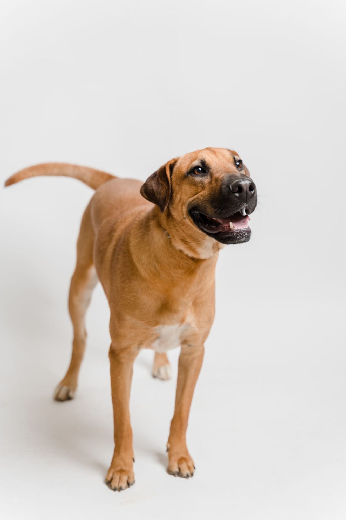 Gordo is a Young Rhodesian Ridgeback mix described as: Affectionate, Brave, Curious, Dignified, Playful, Loyal, Loves, Independent, Friendly, Funny, Gentle and Smart