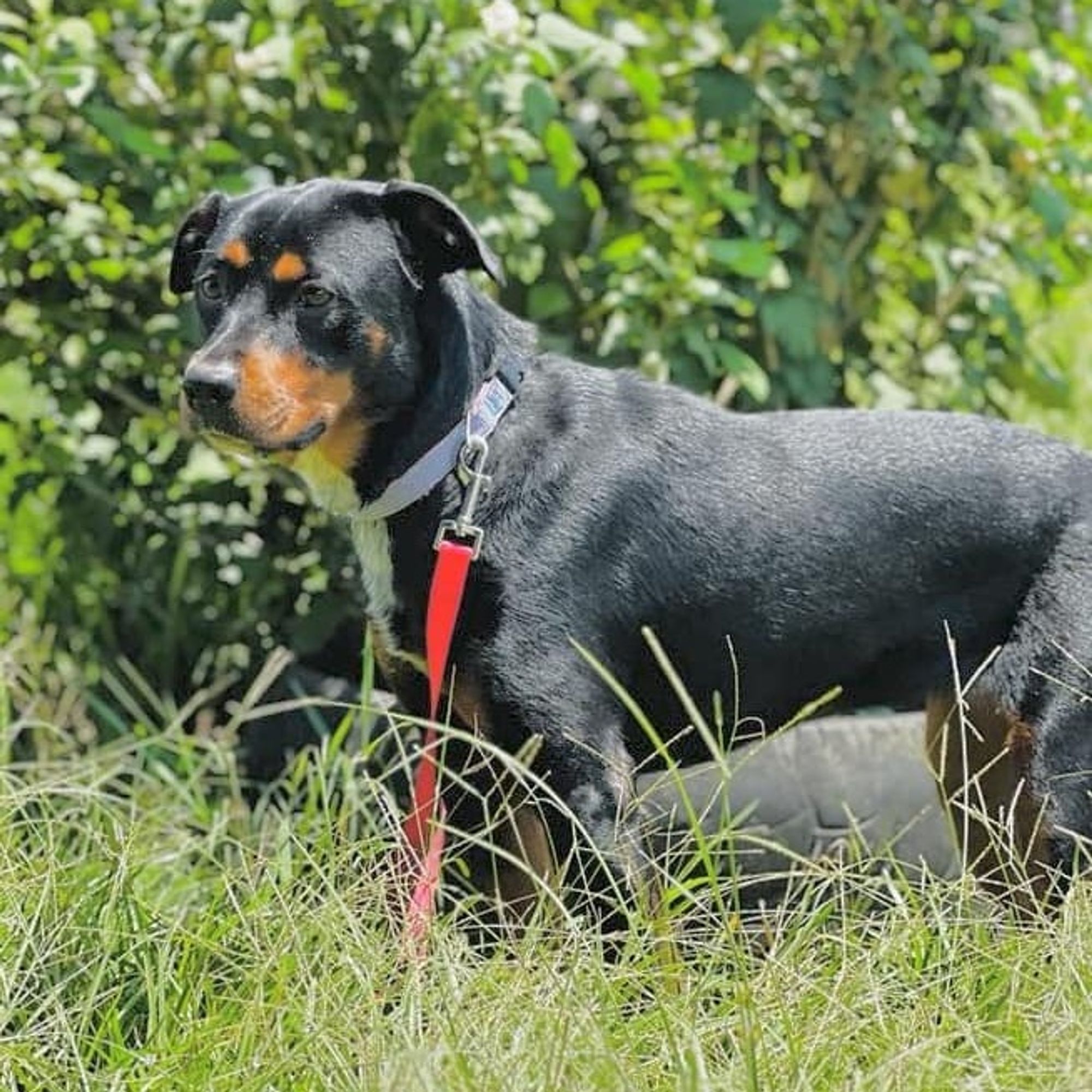 Bella R is a Young Rottweiler  described as: Affectionate, Athletic, Curious, Dignified, Friendly, Gentle, Loyal, Brave, Playful and Smart