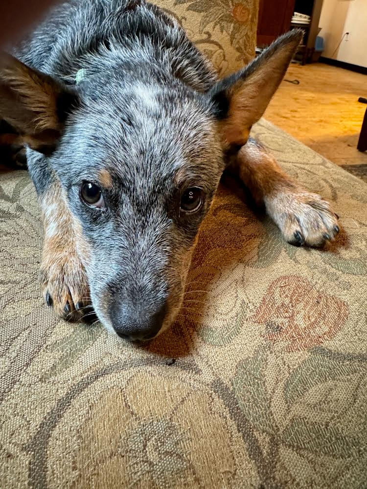 Molly is a Young Australian Cattle Dog / Blue Heeler  described as: Affectionate and Friendly