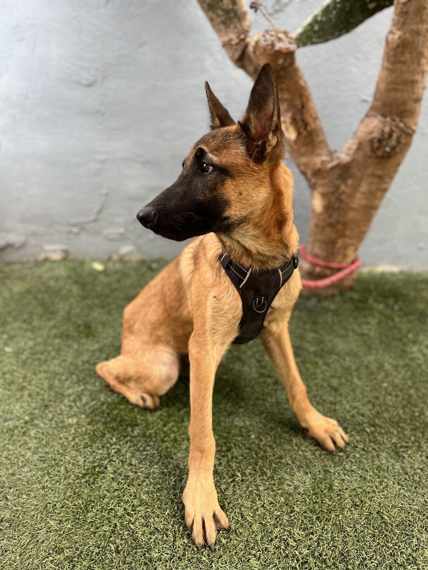 King is a Young Belgian Shepherd / Malinois mix described as: Friendly, Loyal, Playful and Loves Kisses