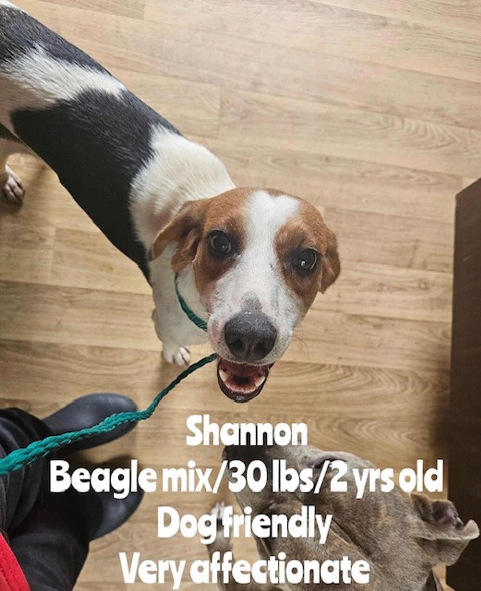 Shannon (beautiful Beagle Mix Needs Loving Home) is a Adult Beagle mix described as: Affectionate, Friendly, Loves, Loyal and Playful