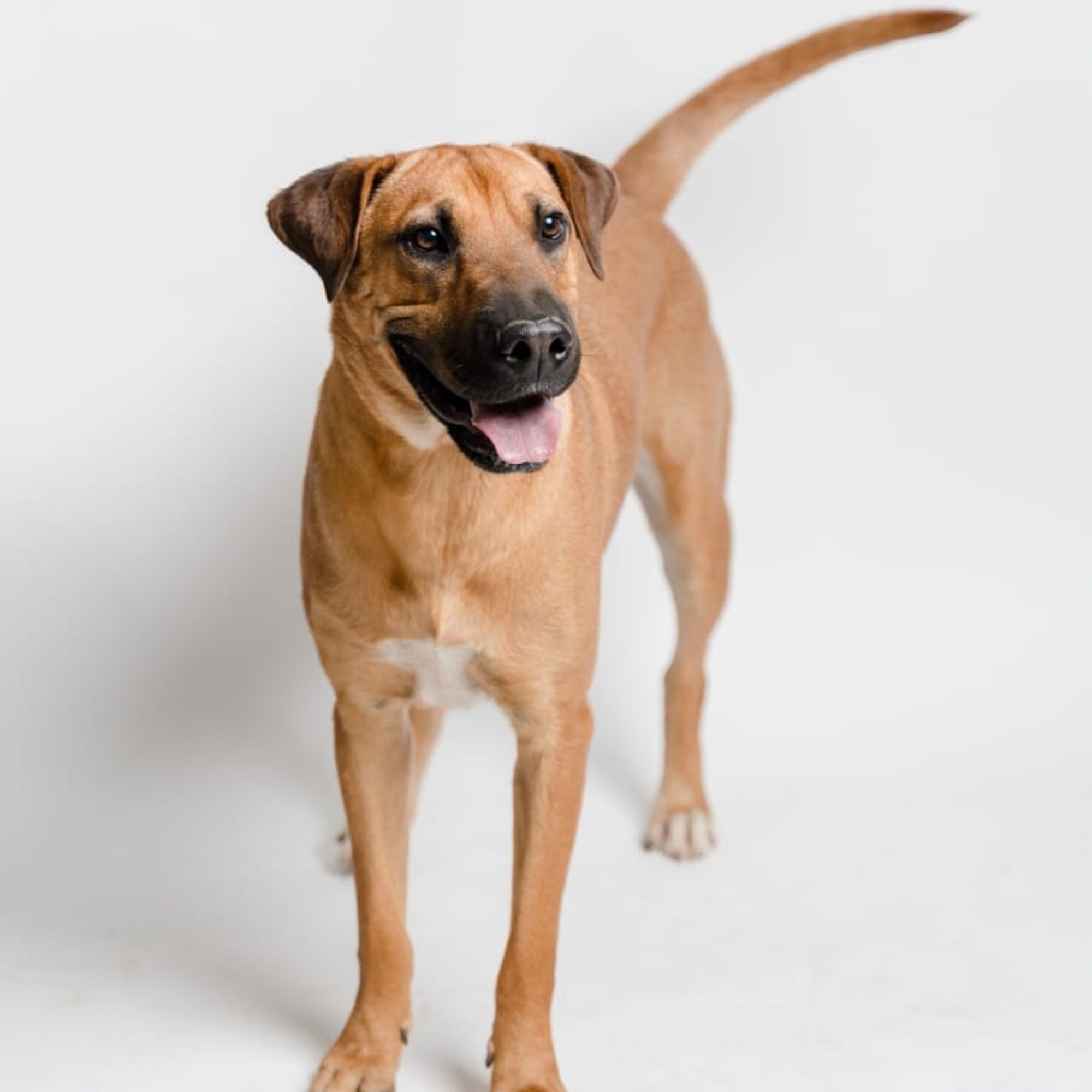 Gordo is a Young Rhodesian Ridgeback mix described as: Affectionate, Brave, Curious, Dignified, Playful, Loyal, Loves, Independent, Friendly, Funny, Gentle and Smart