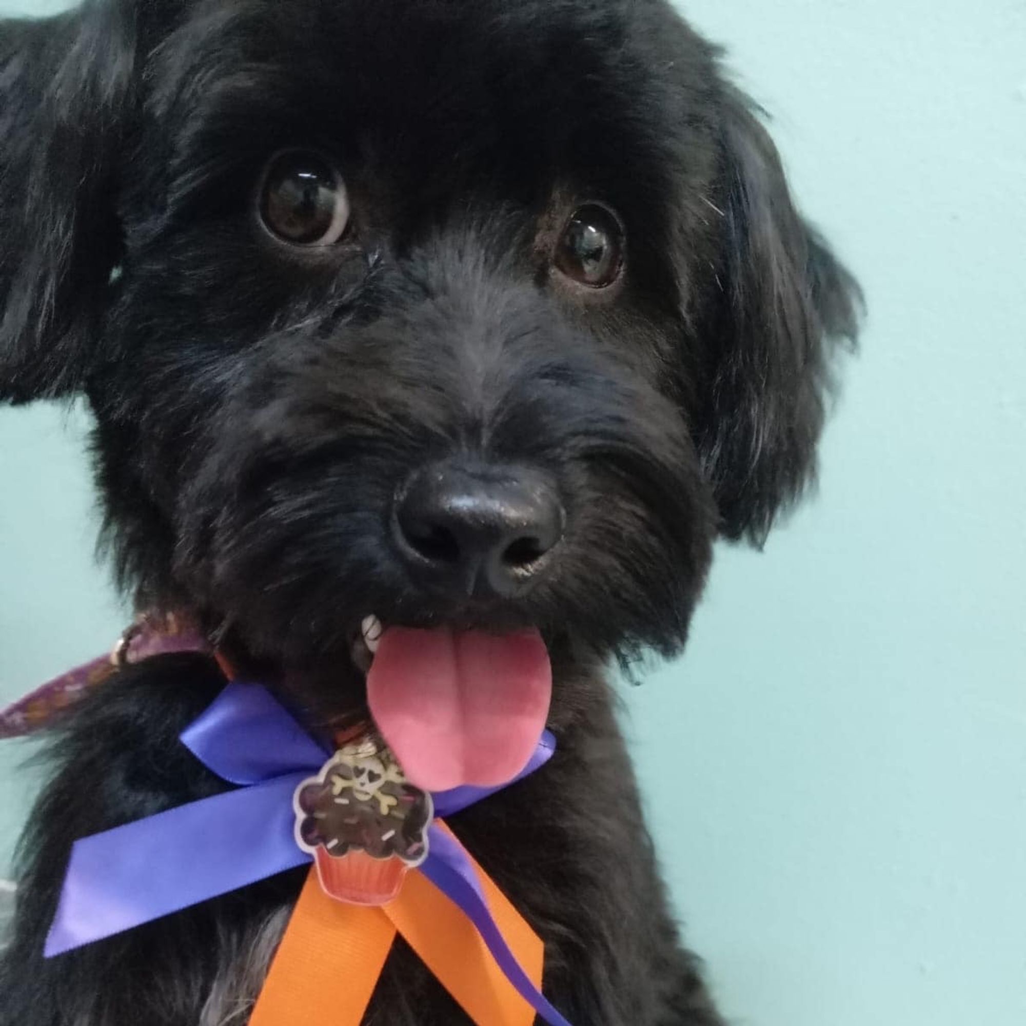 Benito is a Adult Maltese  described as: Affectionate, Athletic, Couch, Friendly, Dignified, Gentle, Playful and Smart