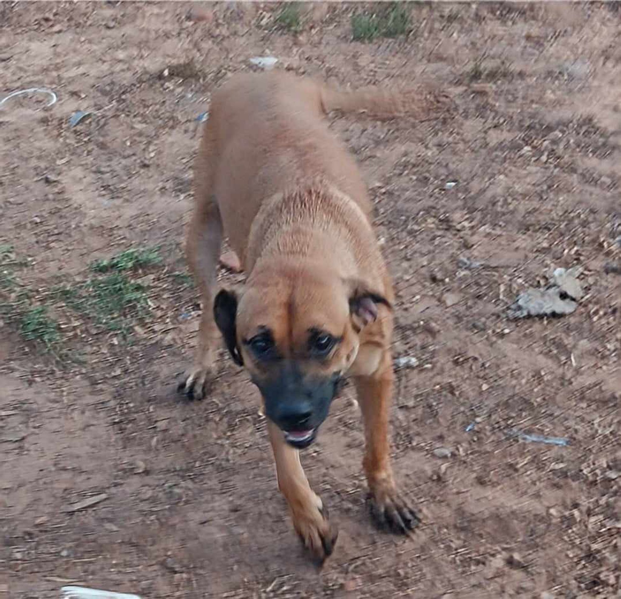 Emmy is a Adult Black Mouth Cur mix