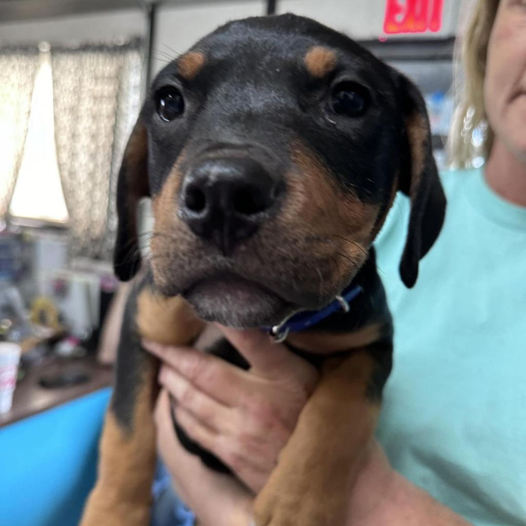 Atlas is a Baby Rottweiler mix described as: Friendly, Affectionate, Playful, Smart and Funny