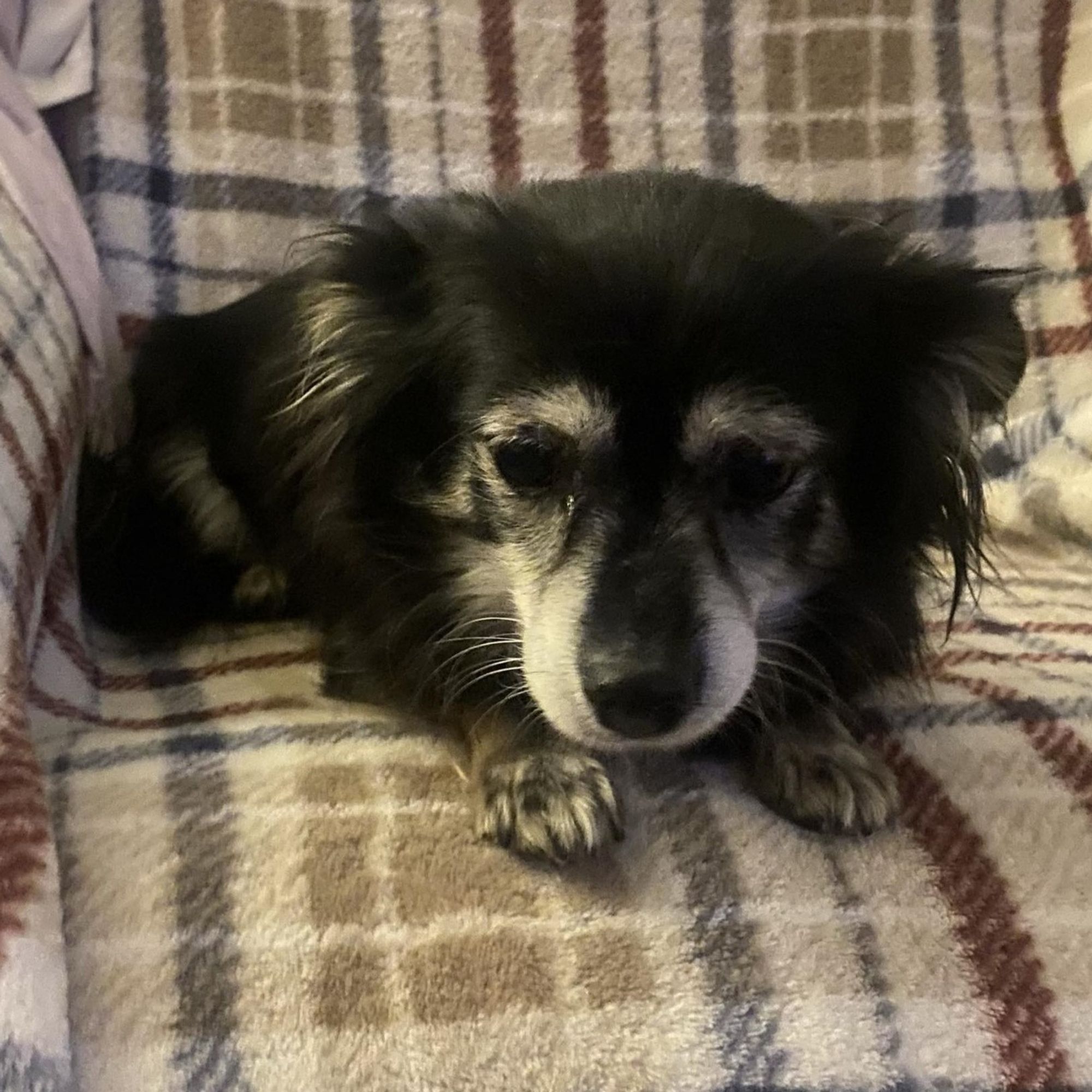 Missy is a Senior Papillon mix described as: Quiet, Dignified, Couch, Independent and Gentle