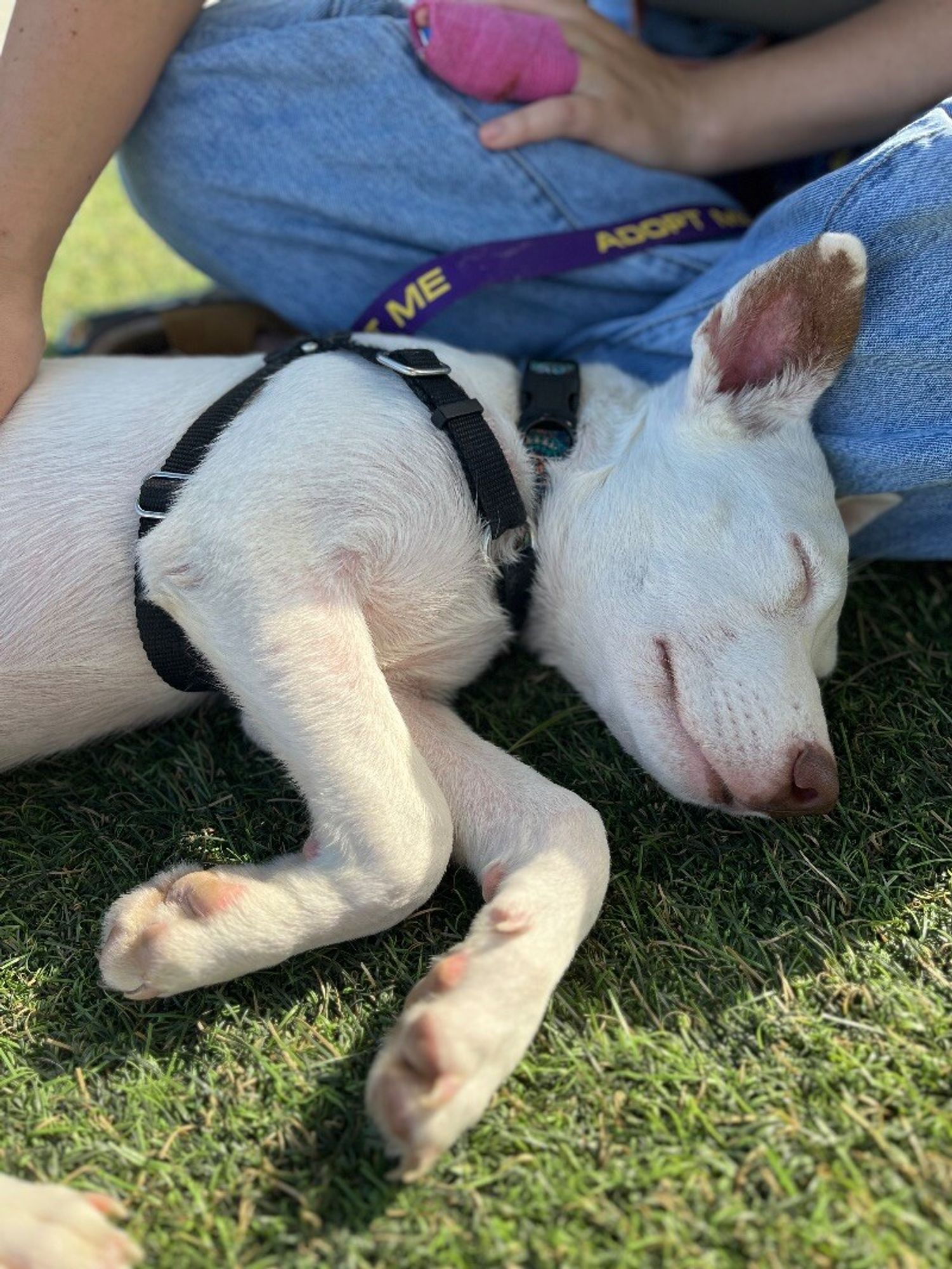 Arabesque Cuddly Ballet Dancer is a Baby Labrador Retriever mix described as: Affectionate, Athletic, Brave, Curious, Friendly, Funny, Gentle, Loves, Playful and Smart