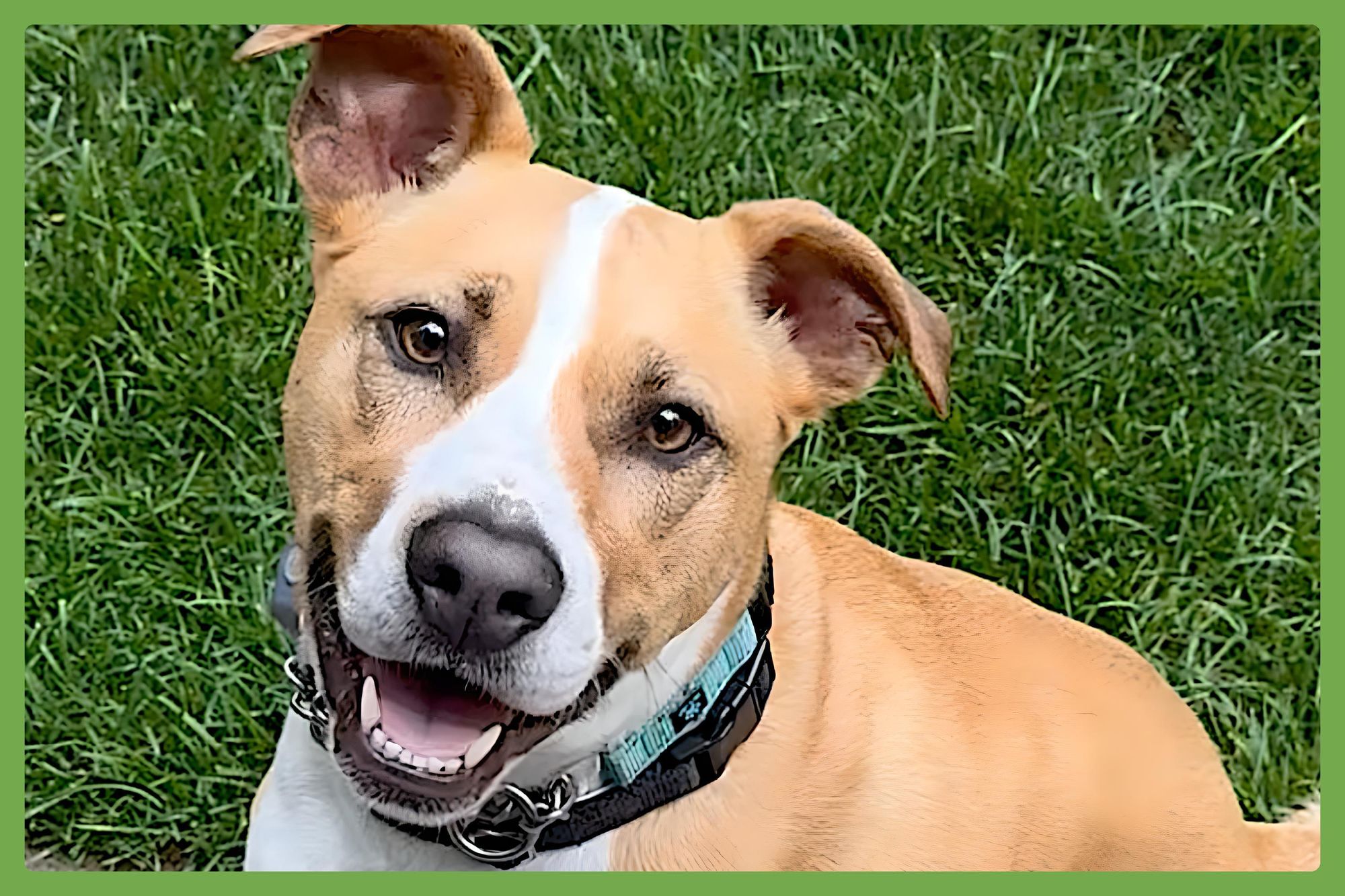 Fenway is a Adult Pit Bull Terrier mix described as: Friendly, Affectionate, Loyal, Playful and Smart