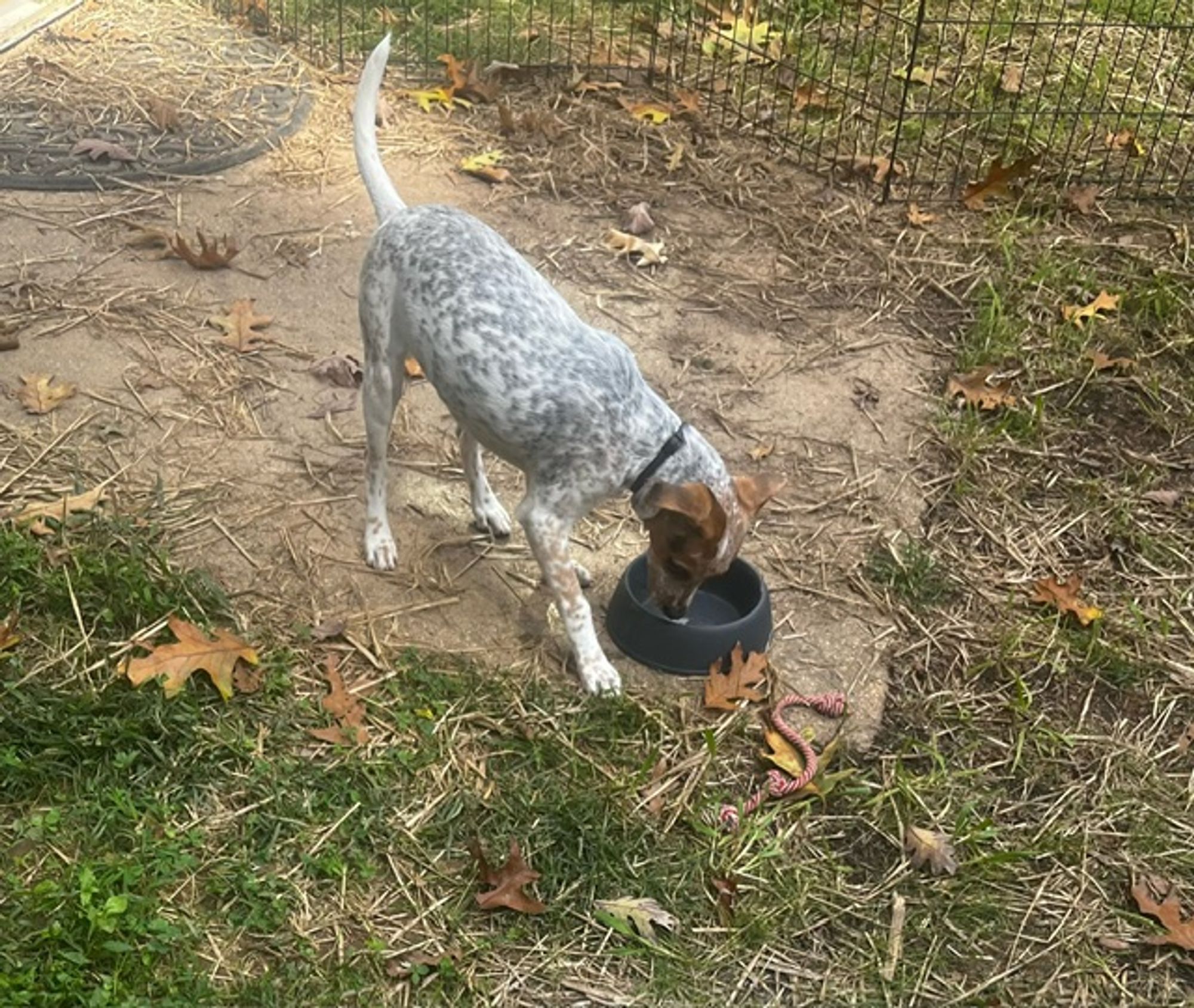 Sloane is a Baby Australian Cattle Dog / Blue Heeler mix described as: Affectionate, Curious, Friendly, Funny, Playful and Smart