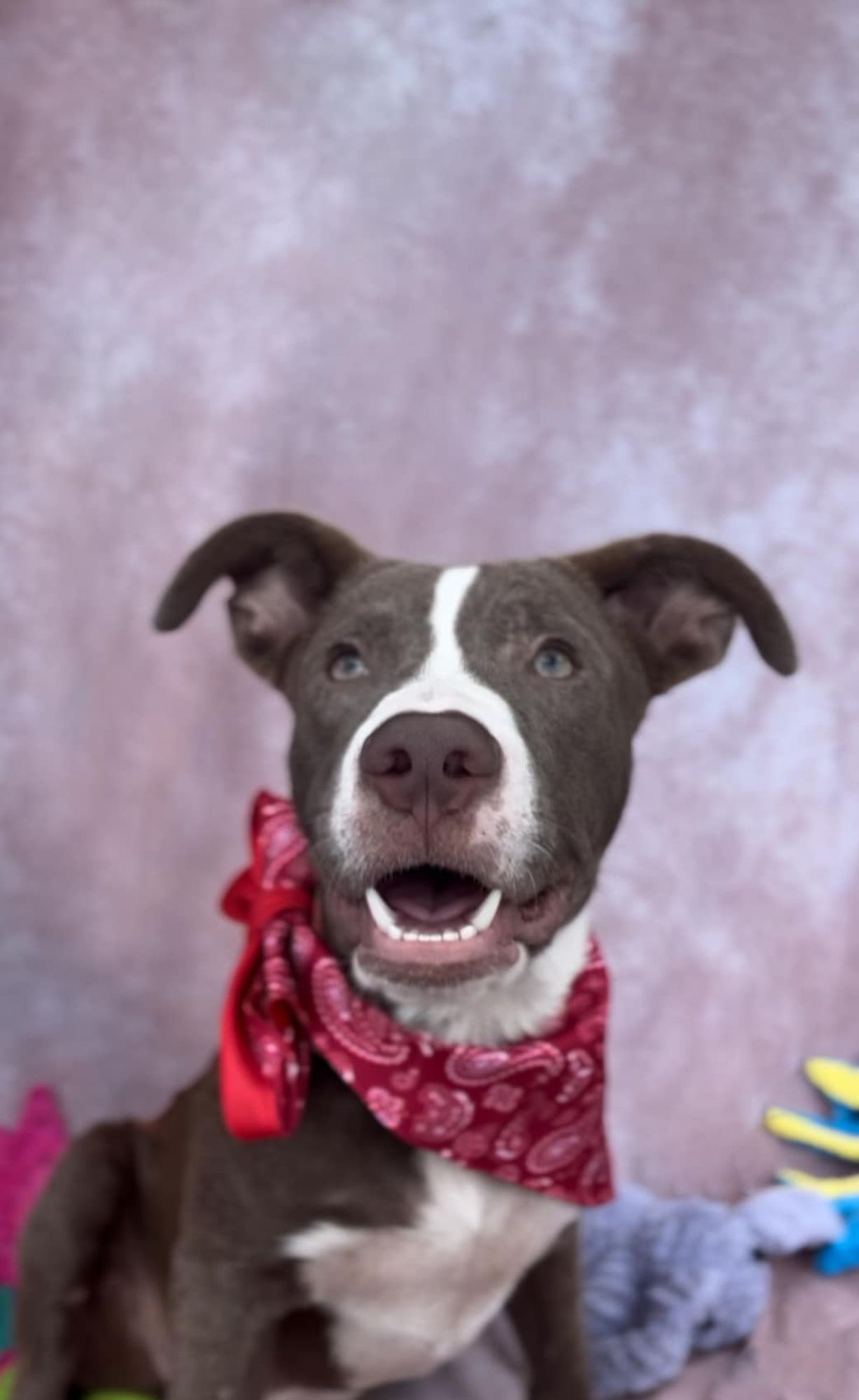 Donny is a Young Mixed Breed  described as: Gentle, Funny, Curious, Playful and Friendly