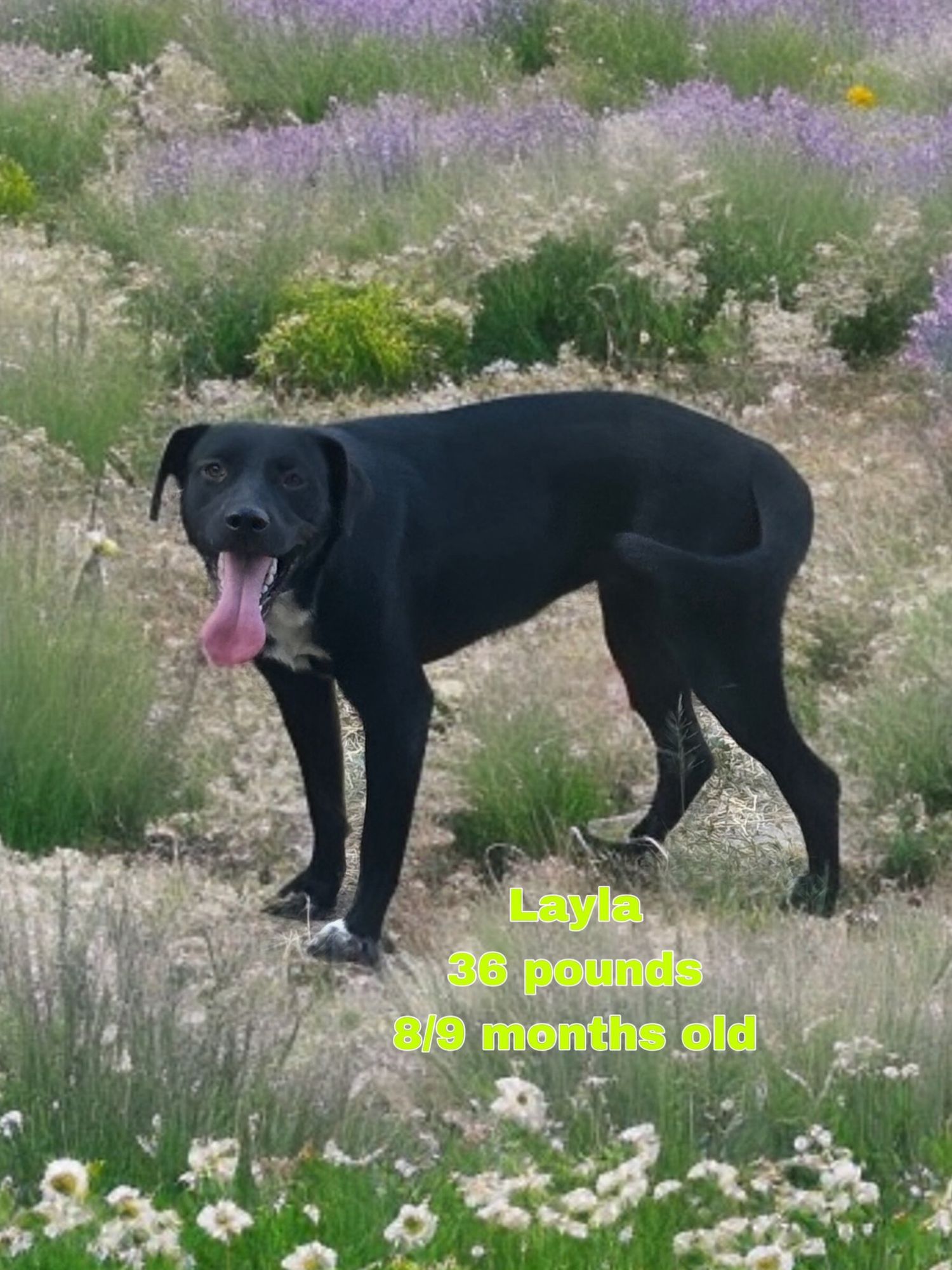 Layla is a Baby Black Labrador Retriever mix