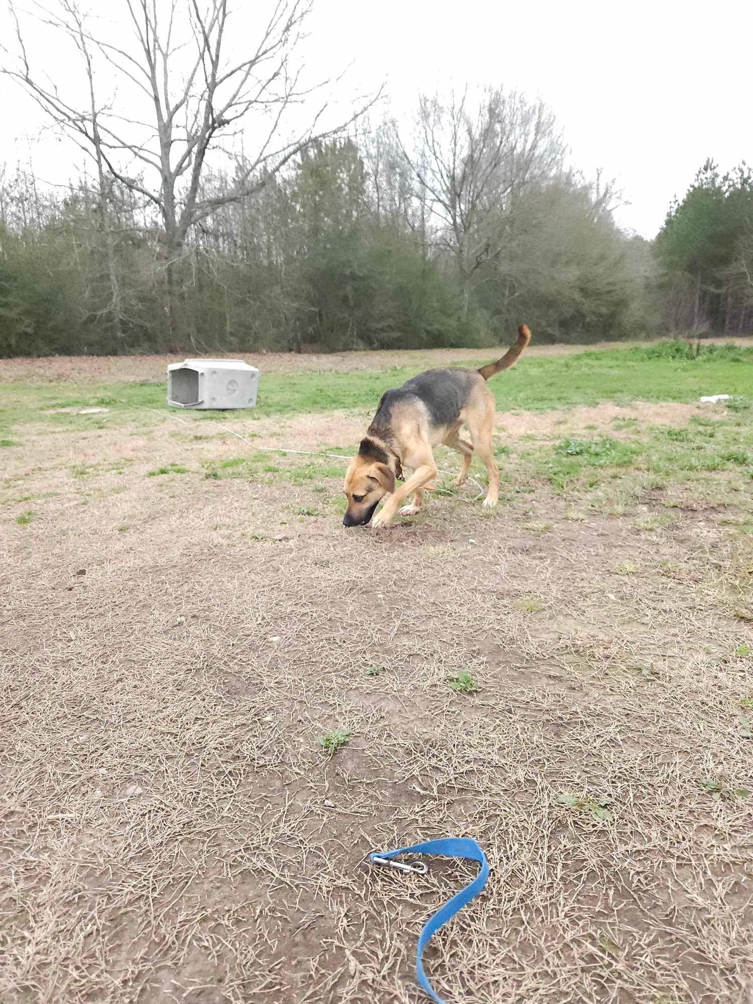 Jacob is a Young German Shepherd Dog mix described as: Affectionate, Friendly, Funny, Gentle, Loves, Playful, Smart and Loves Cuddles Loves To Play Loves Other Playmate