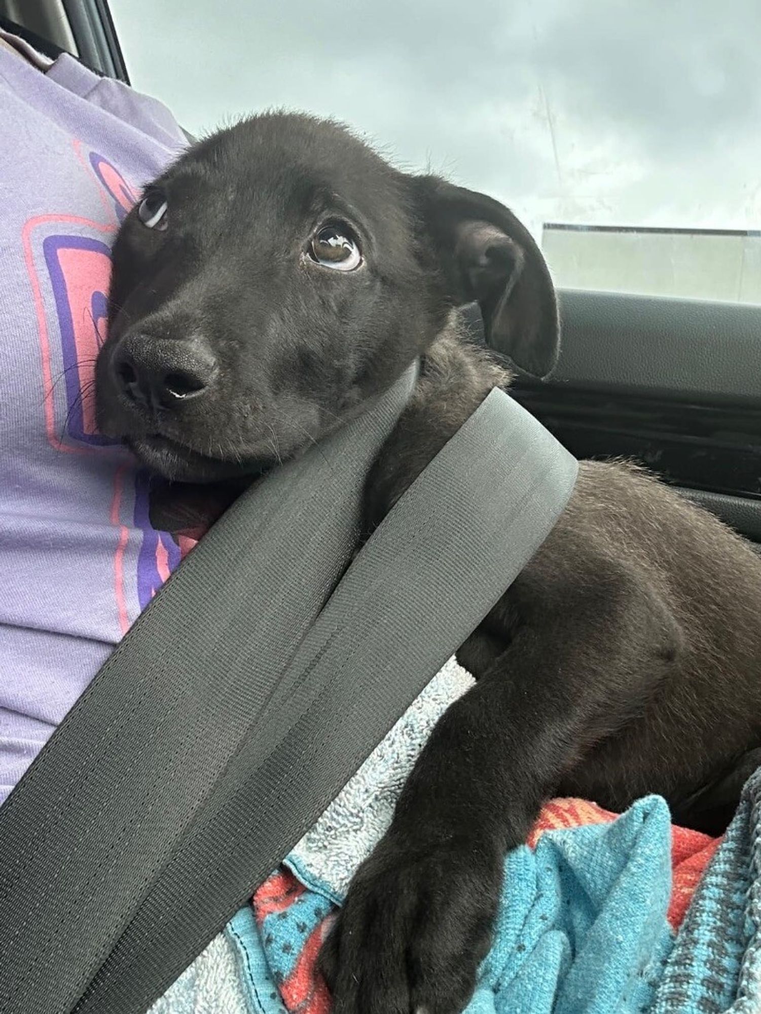 Bear the Floppy Ear Labrador is a Baby Labrador Retriever mix