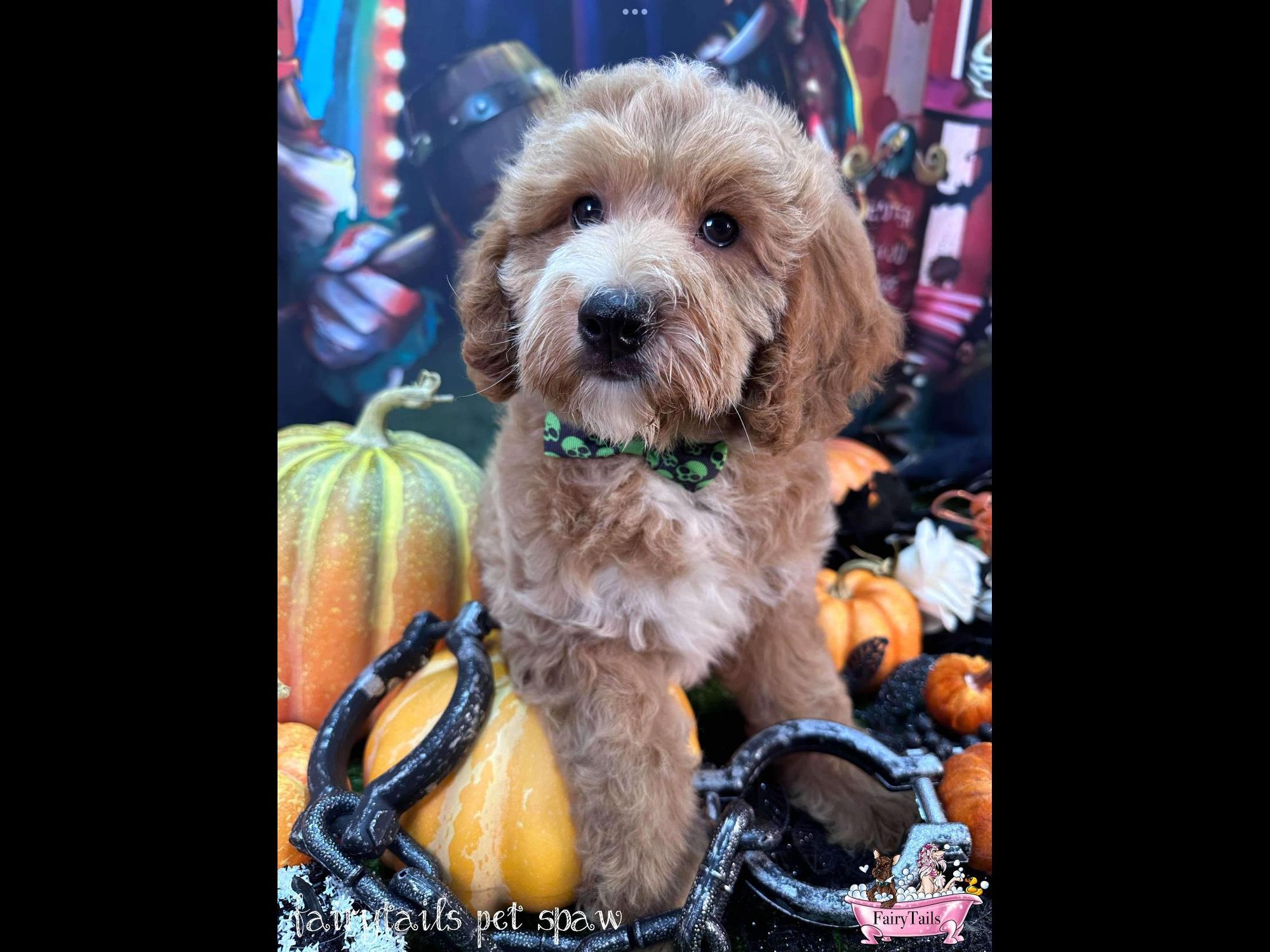 Baltus Van Tass is a Baby Goldendoodle  described as: Affectionate, Funny, Friendly and Playful