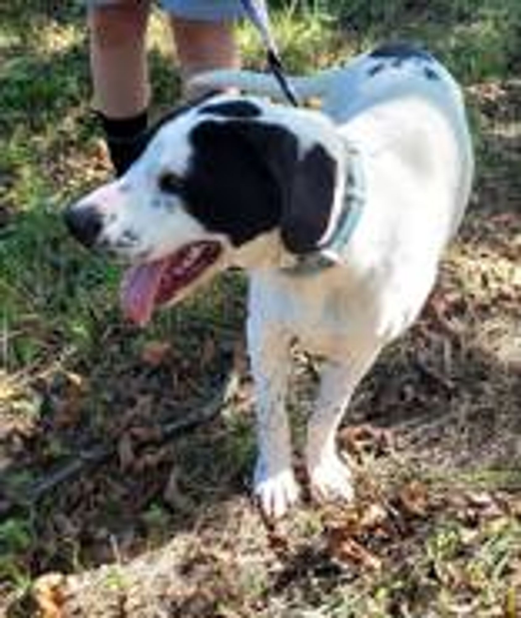 Oreo is a Young Labrador Retriever mix described as: Affectionate, Athletic, Friendly, Playful and Funny